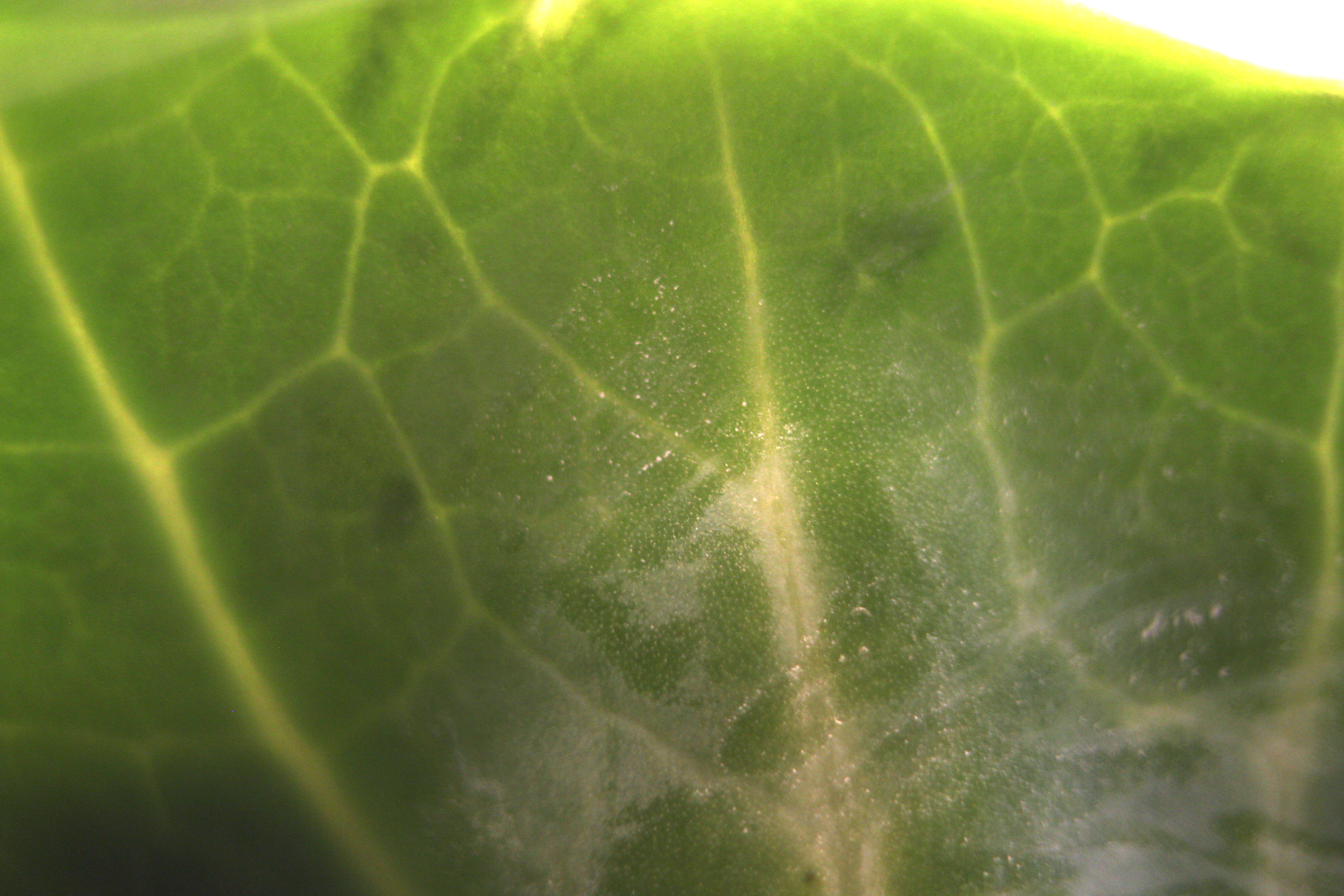 Macro and Micro Picture of the Day 2020-04-04