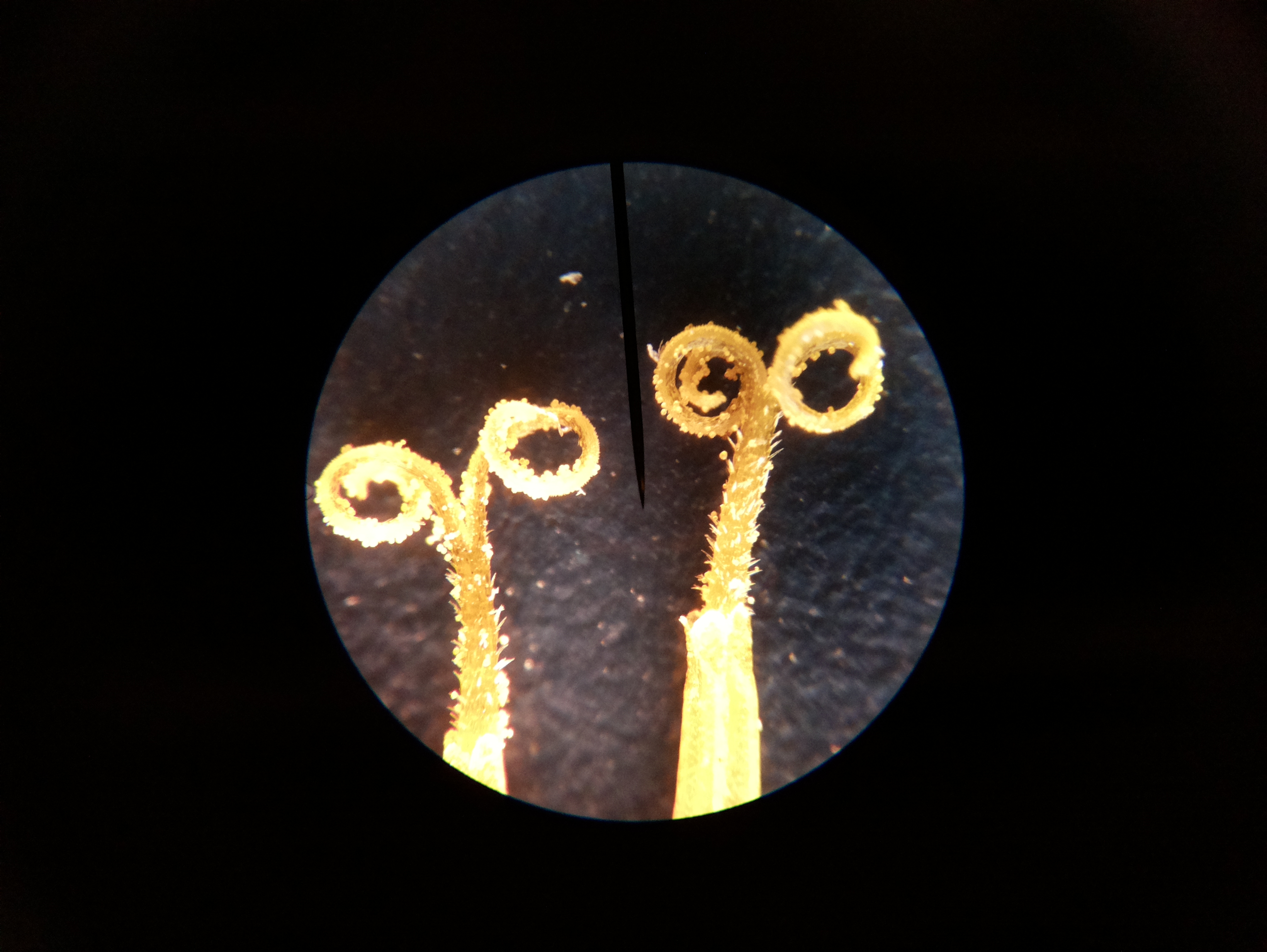 Macro and Micro Picture of the Day 2020-04-08