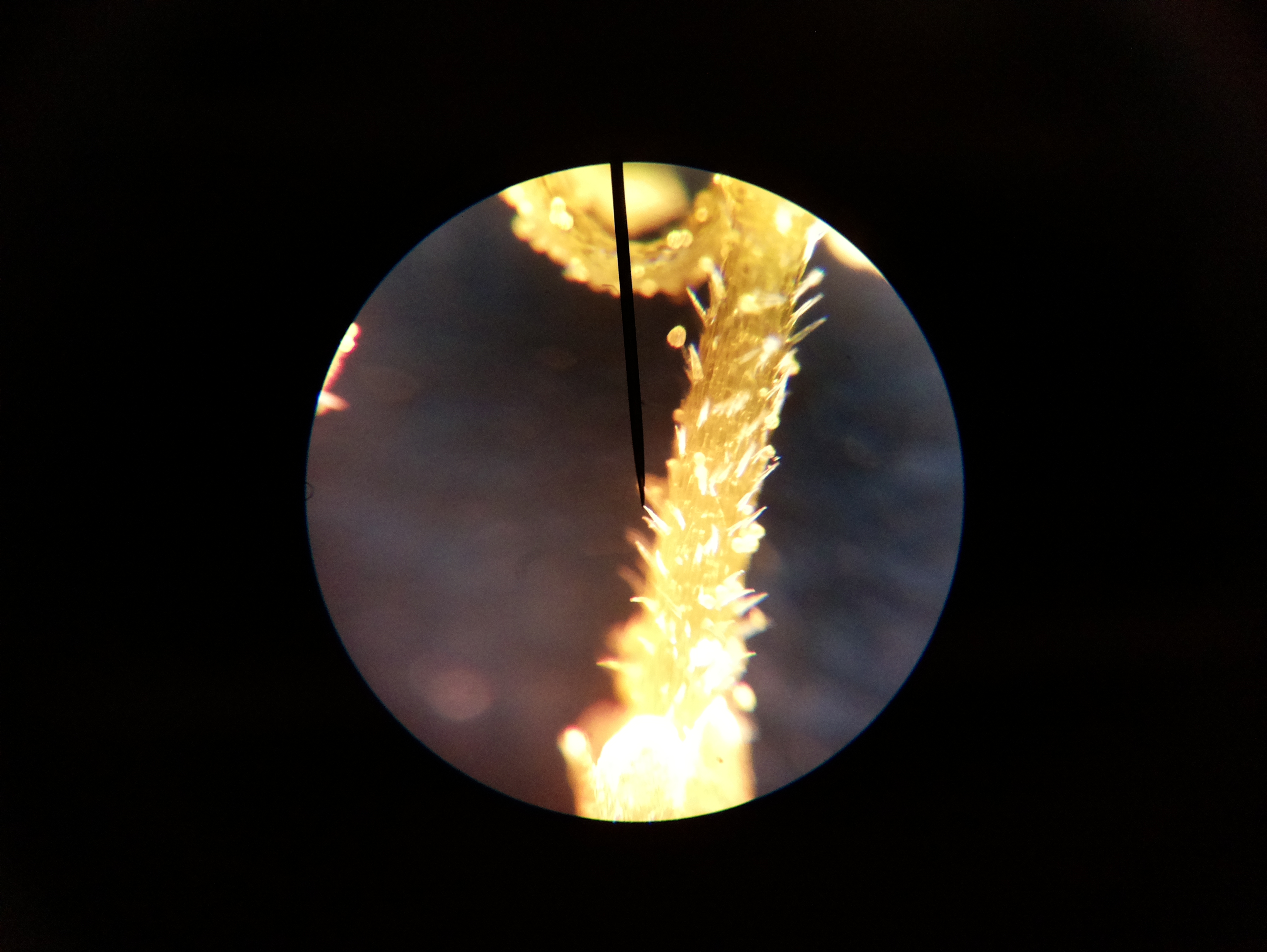 Macro and Micro Picture of the Day 2020-04-09