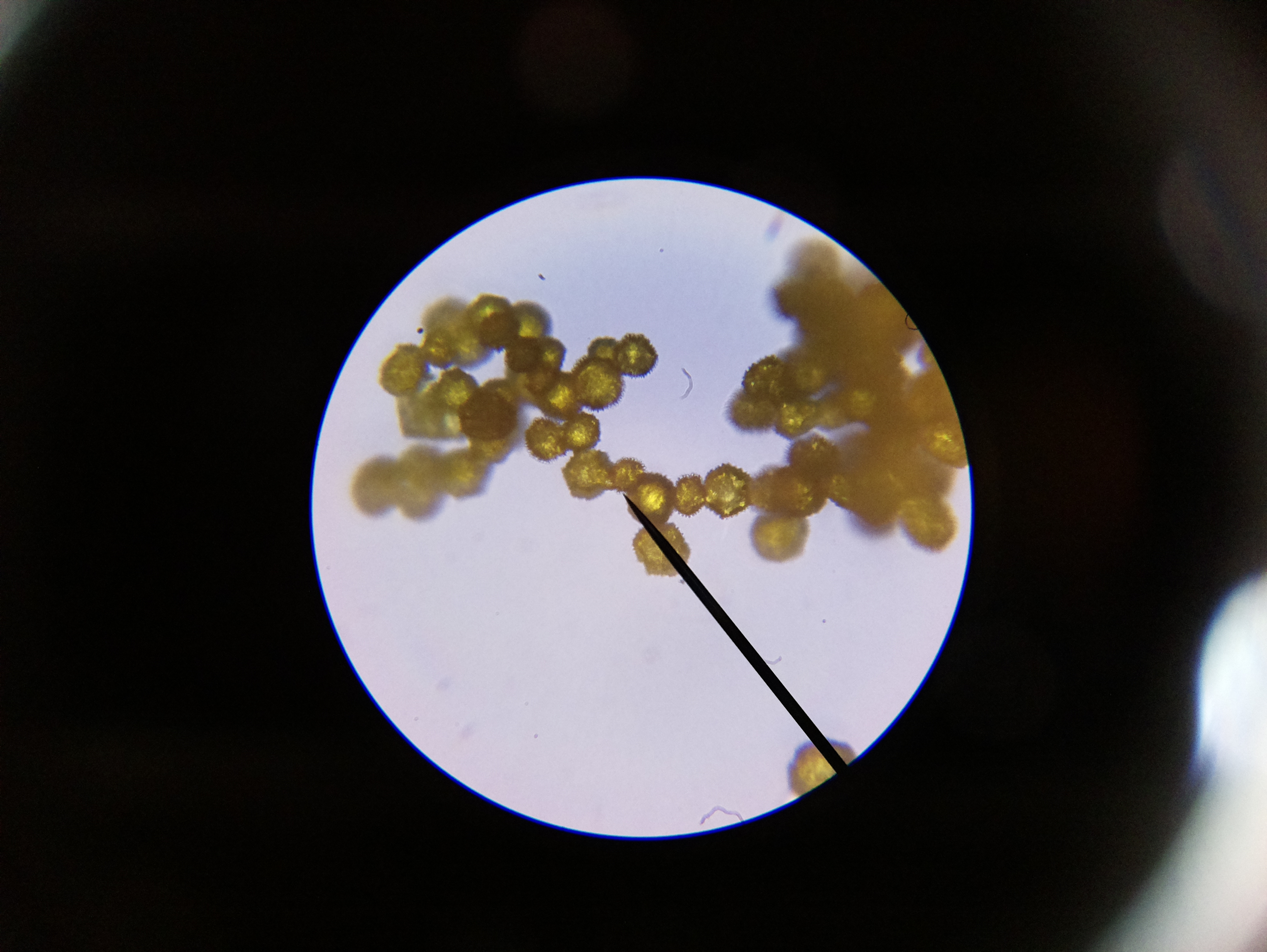 Macro and Micro Picture of the Day 2020-04-10