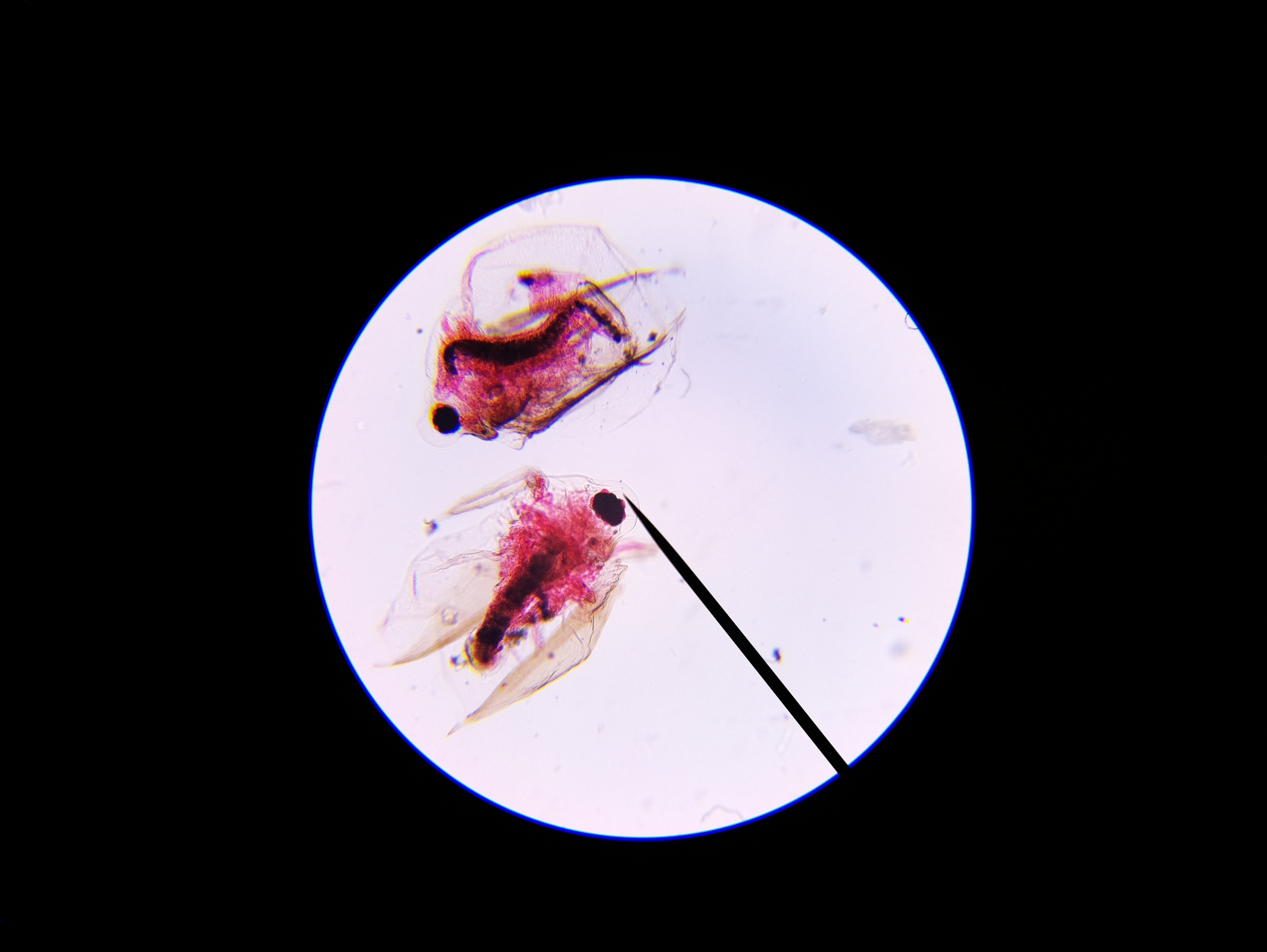 Macro and Micro Picture of the Day 2020-04-11