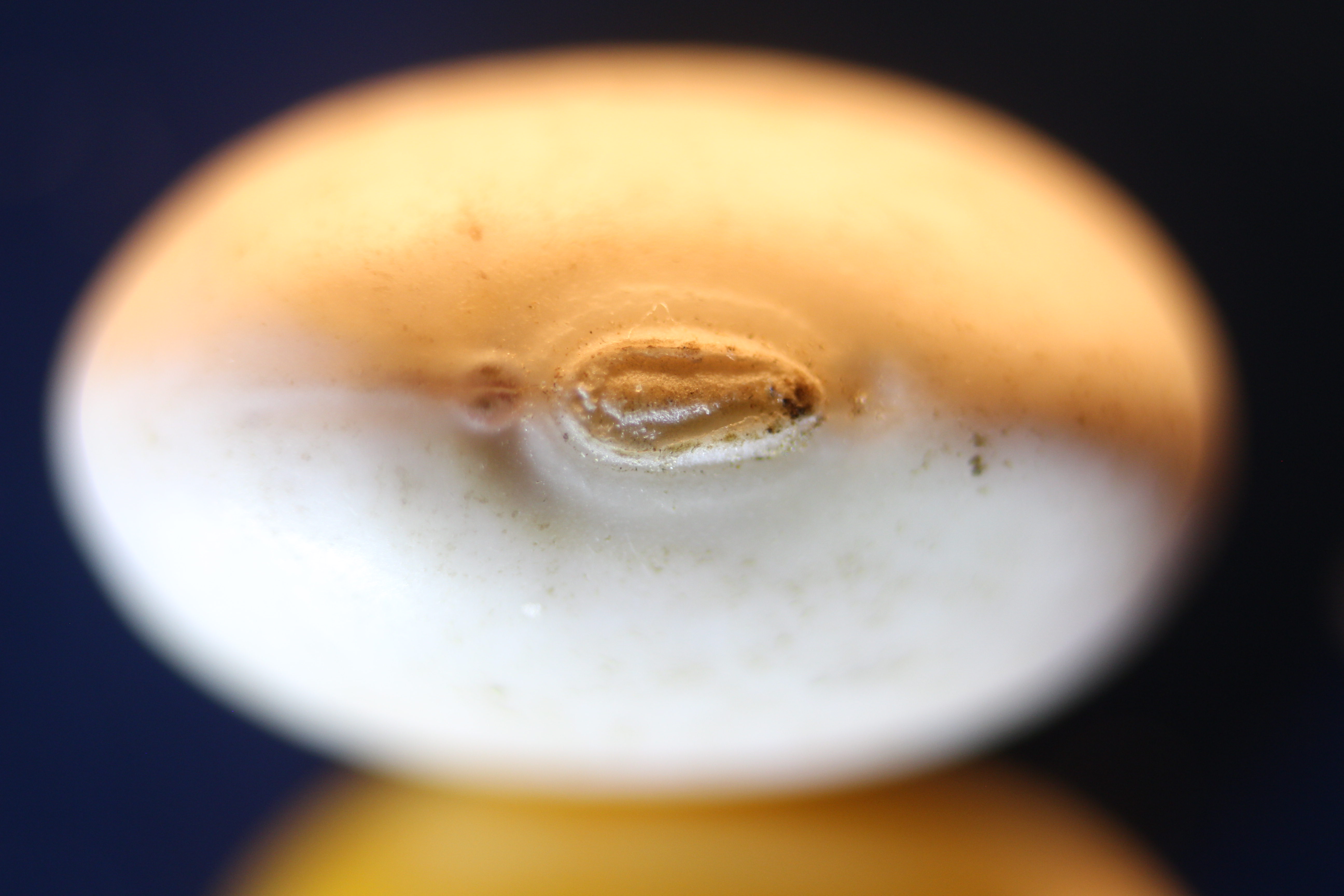 Macro and Micro Picture of the Day 2020-04-17