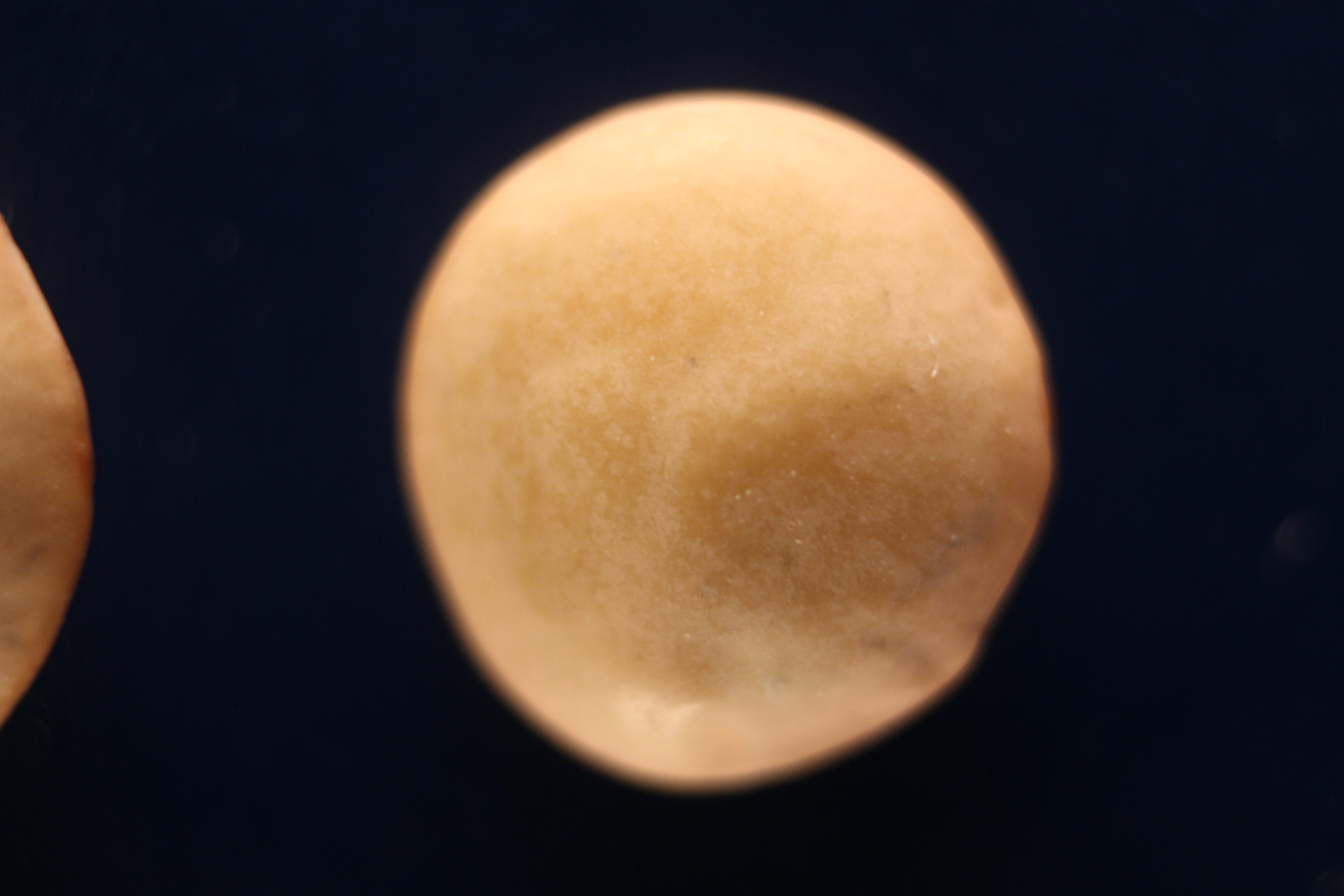 Macro and Micro Picture of the Day 2020-04-18