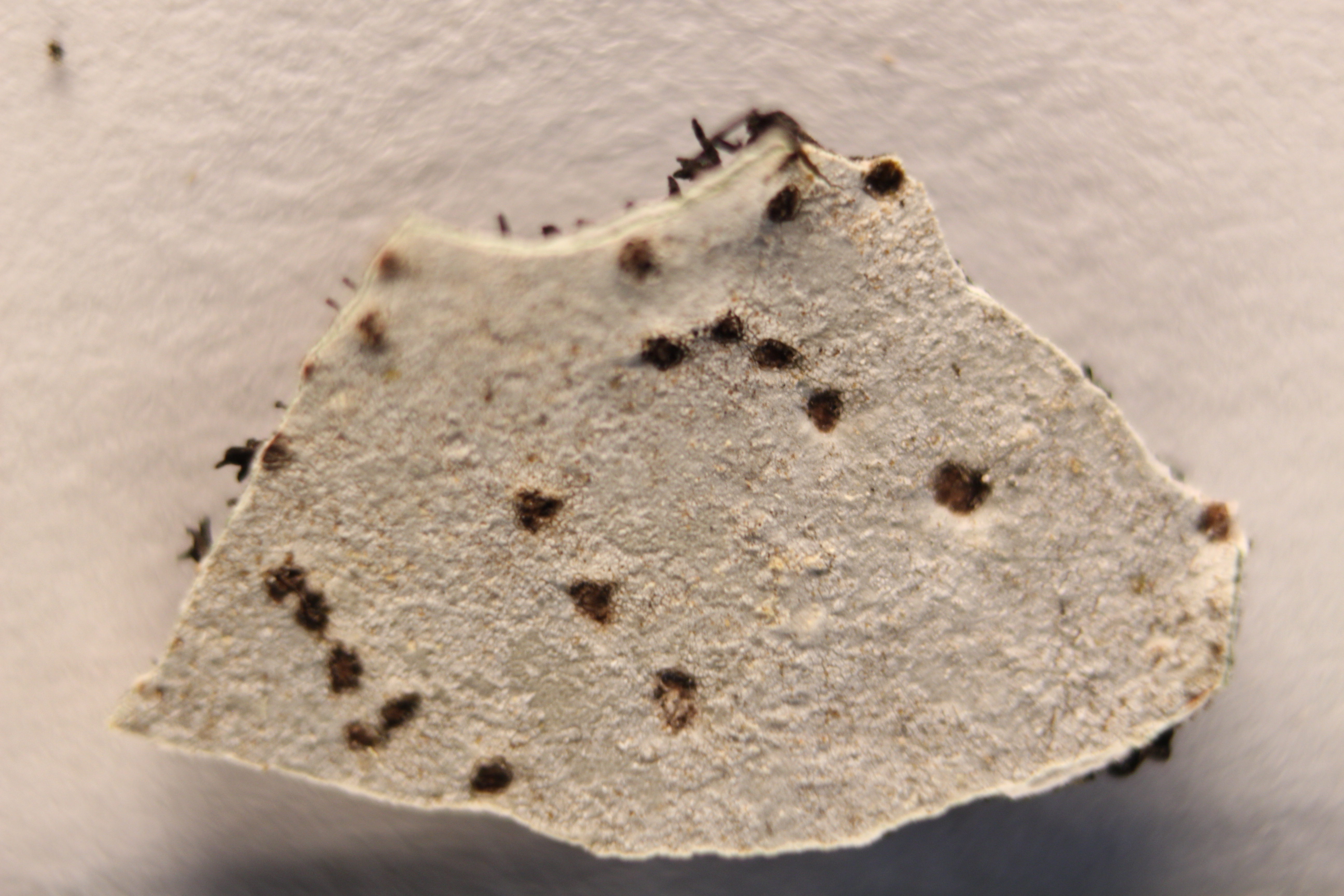 Macro and Micro Picture of the Day 2020-04-19