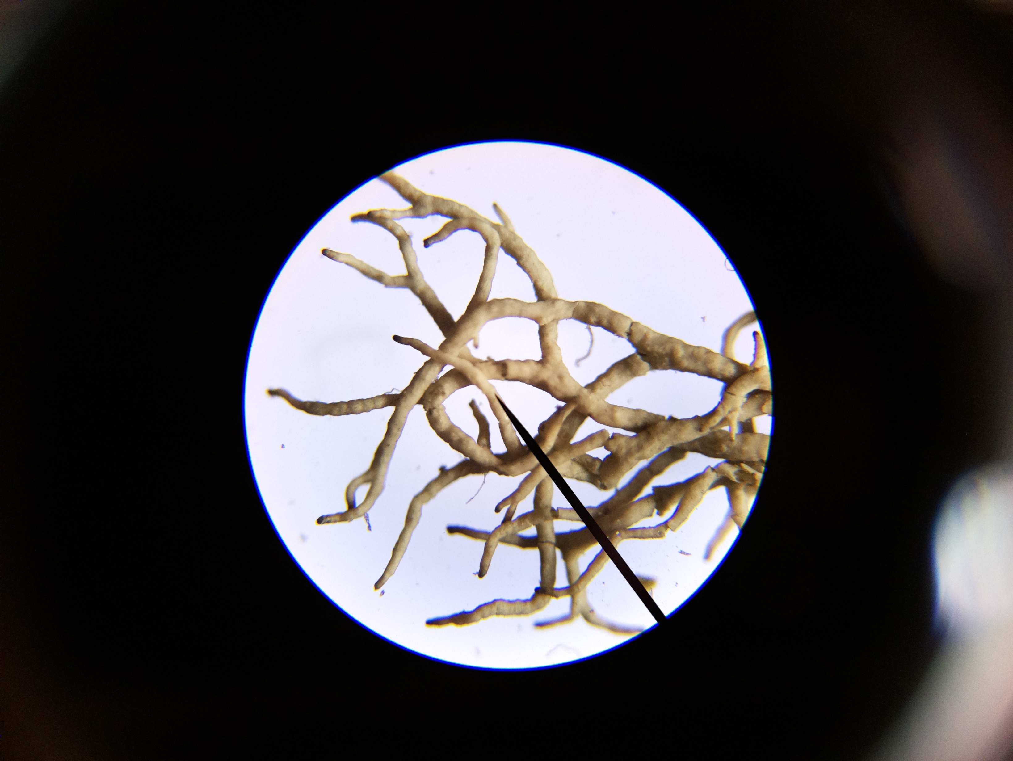 Macro and Micro Picture of the Day 2020-04-21