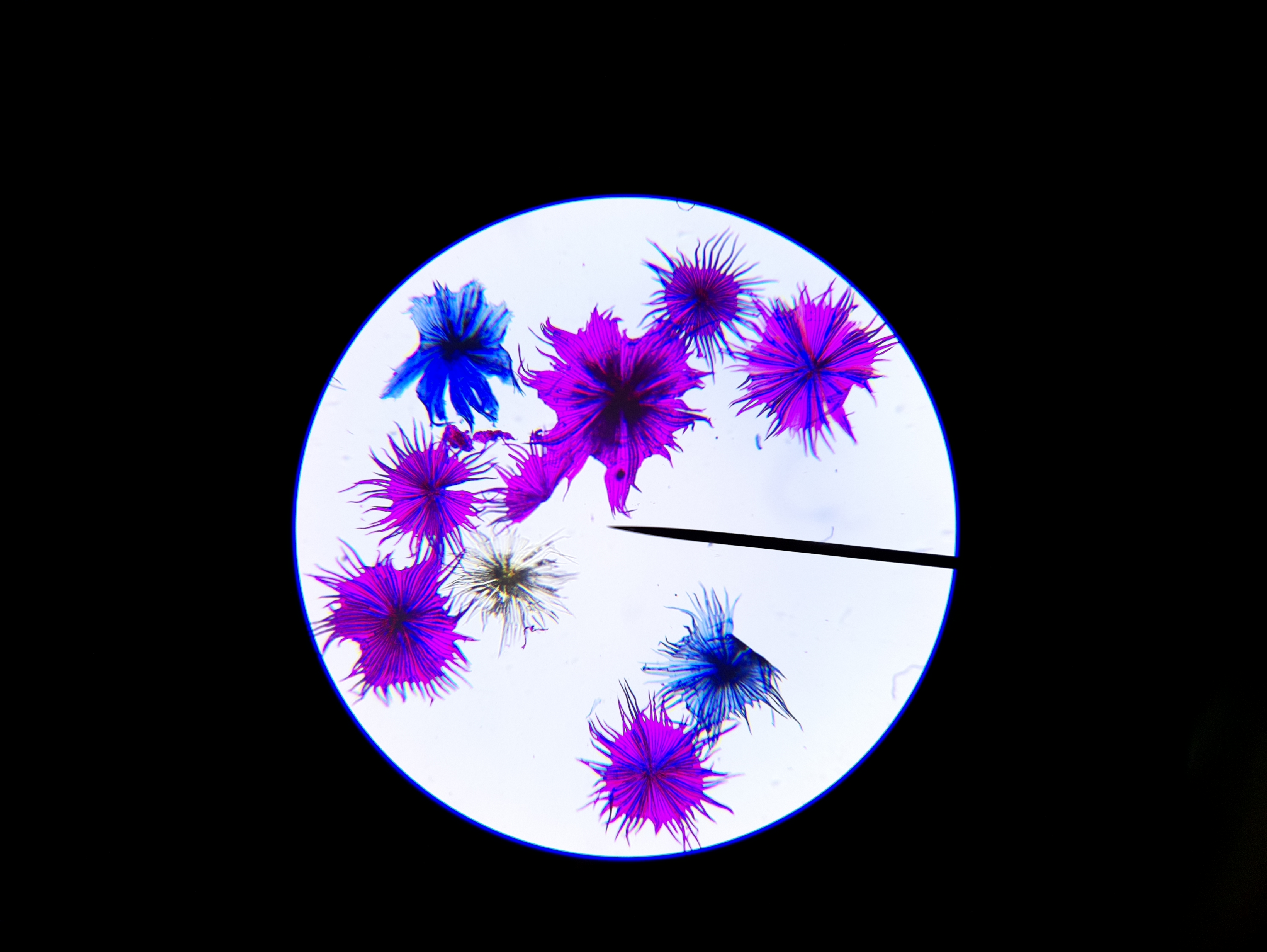 Macro and Micro Picture of the Day 2020-04-23