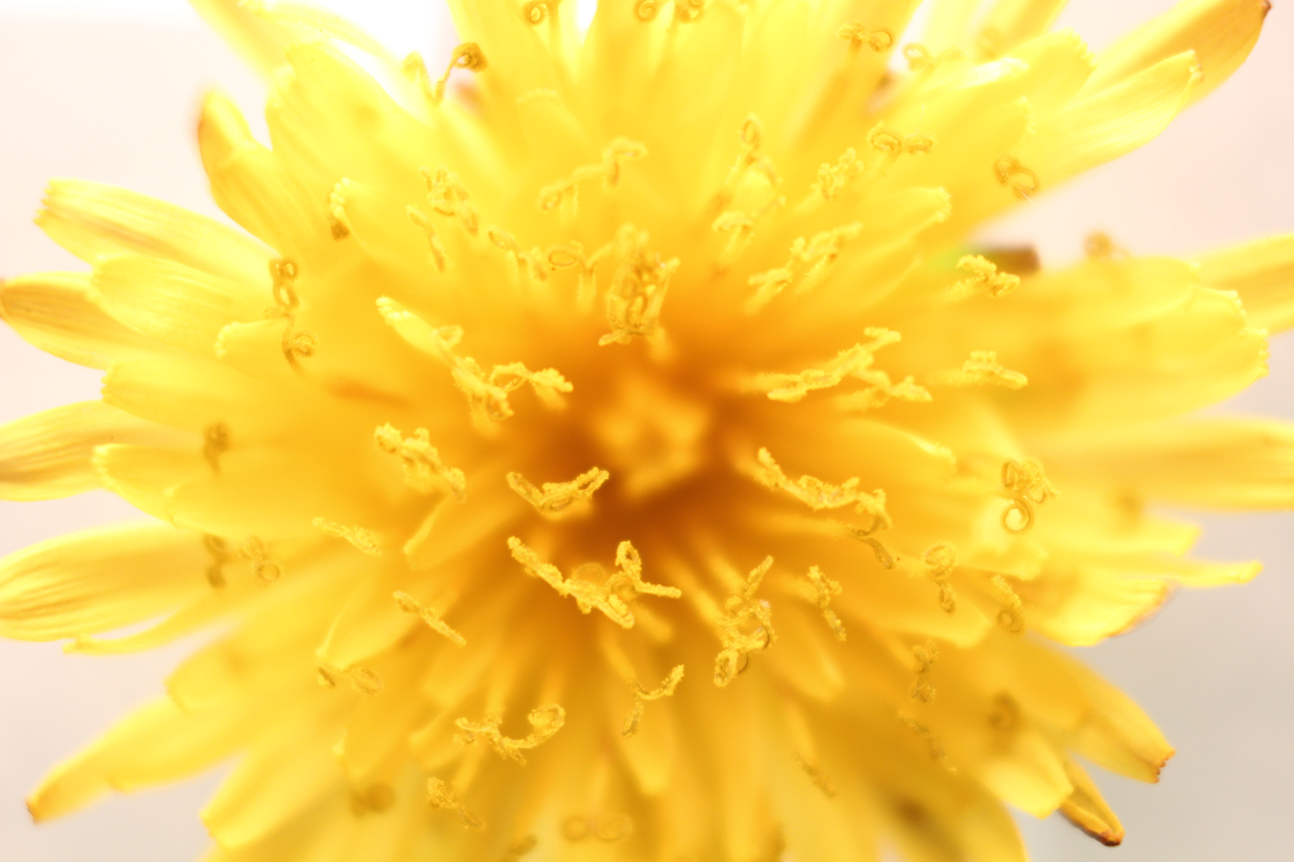 Macro and Micro Picture of the Day 2020-04-24