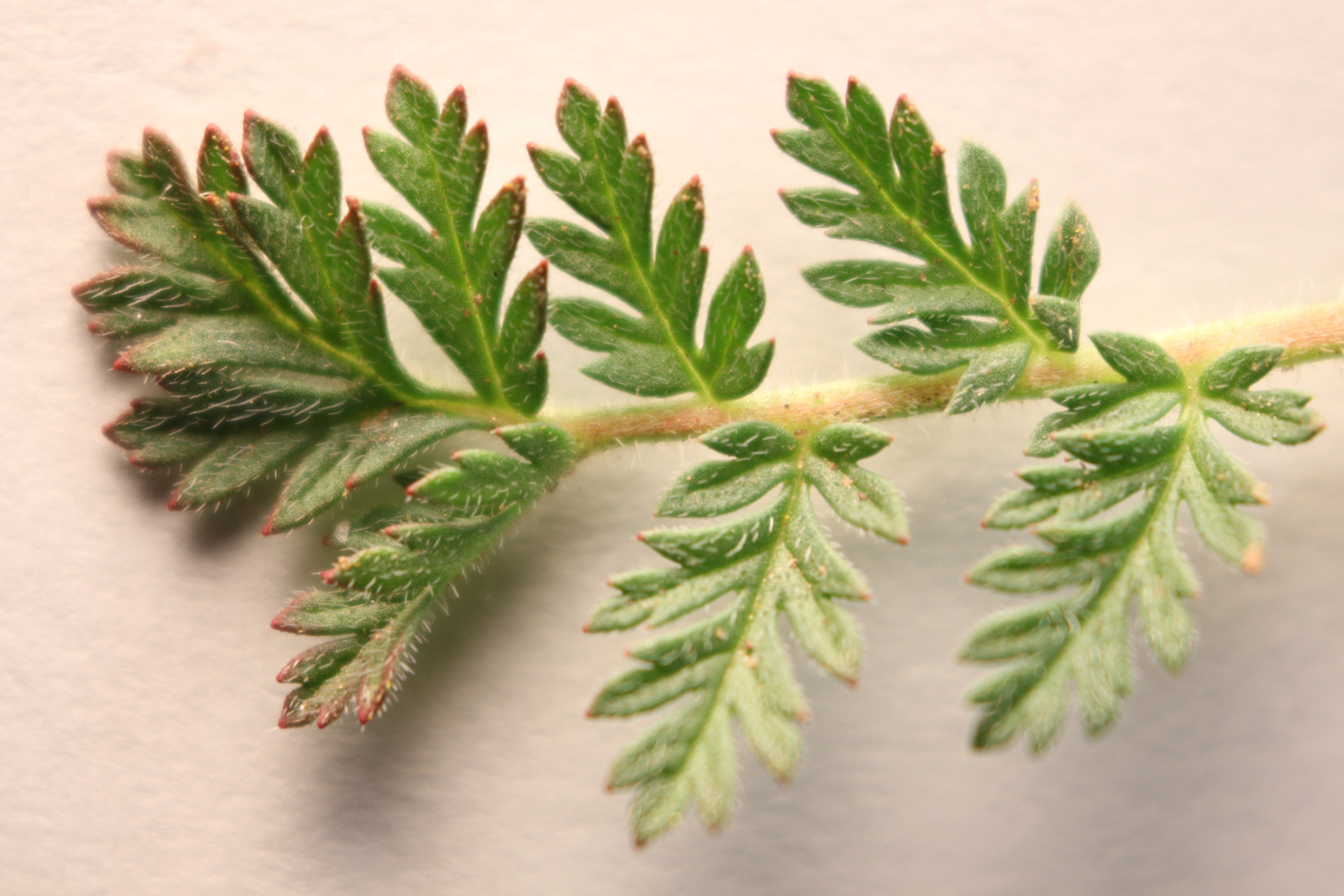 Macro and Micro Picture of the Day 2020-04-25