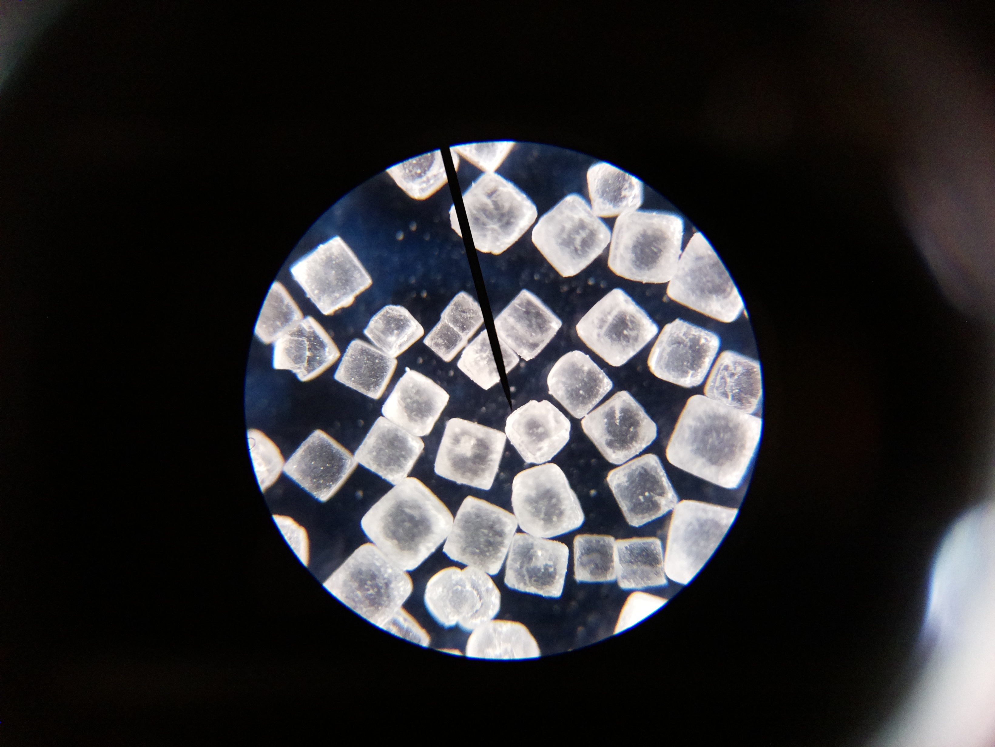 Macro and Micro Picture of the Day 2020-04-26