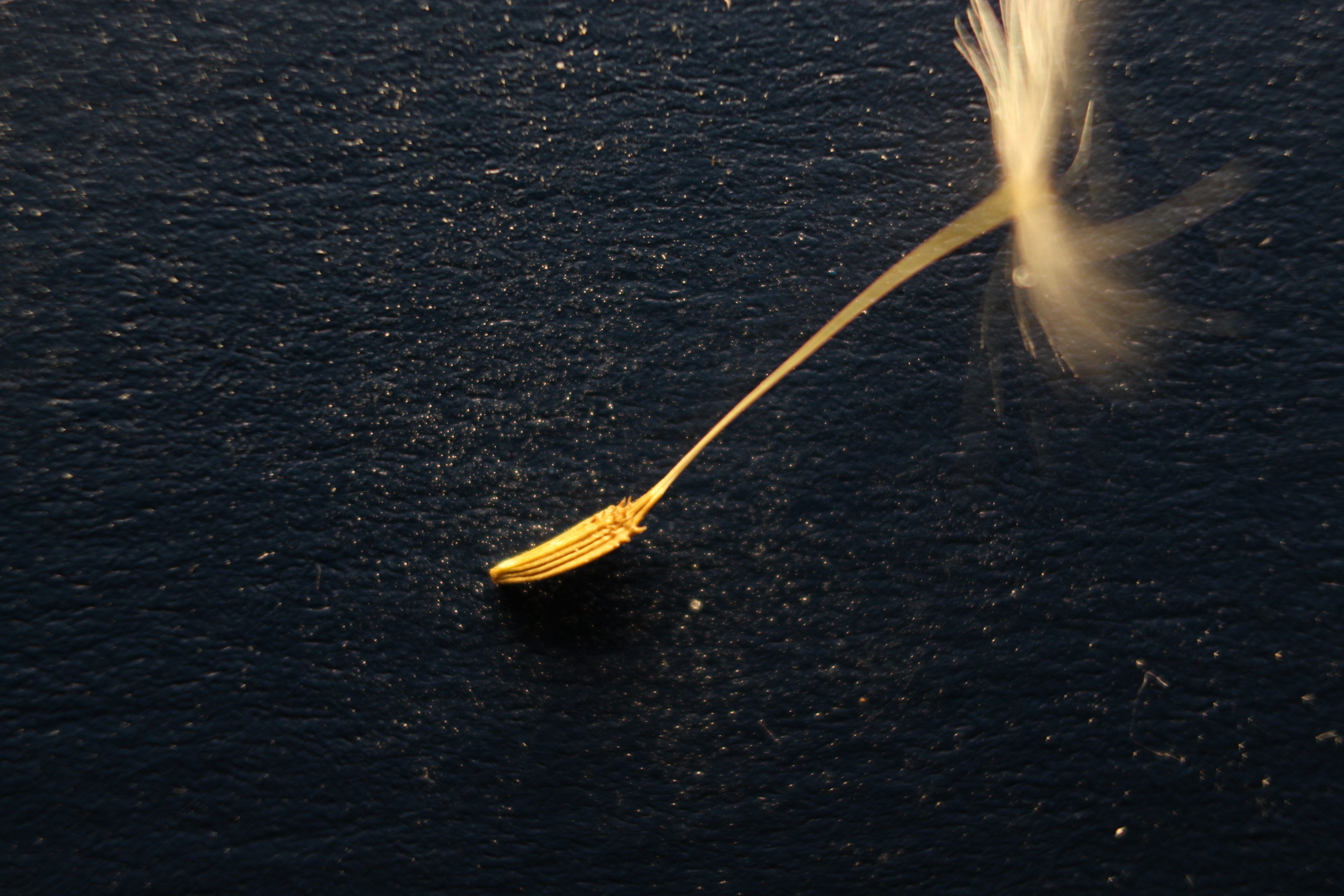 Macro and Micro Picture of the Day 2020-04-30