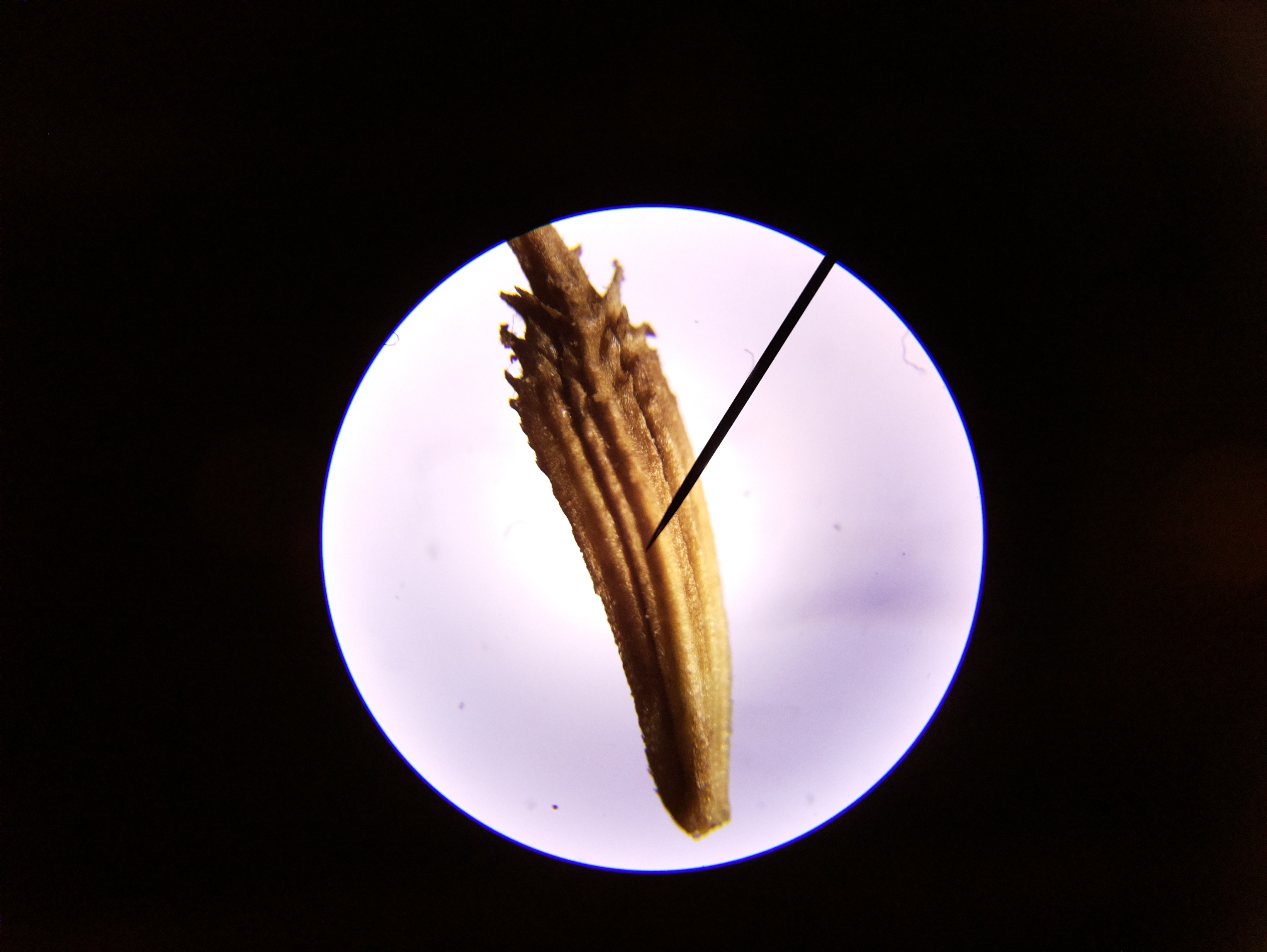 Macro and Micro Picture of the Day 2020-05-01