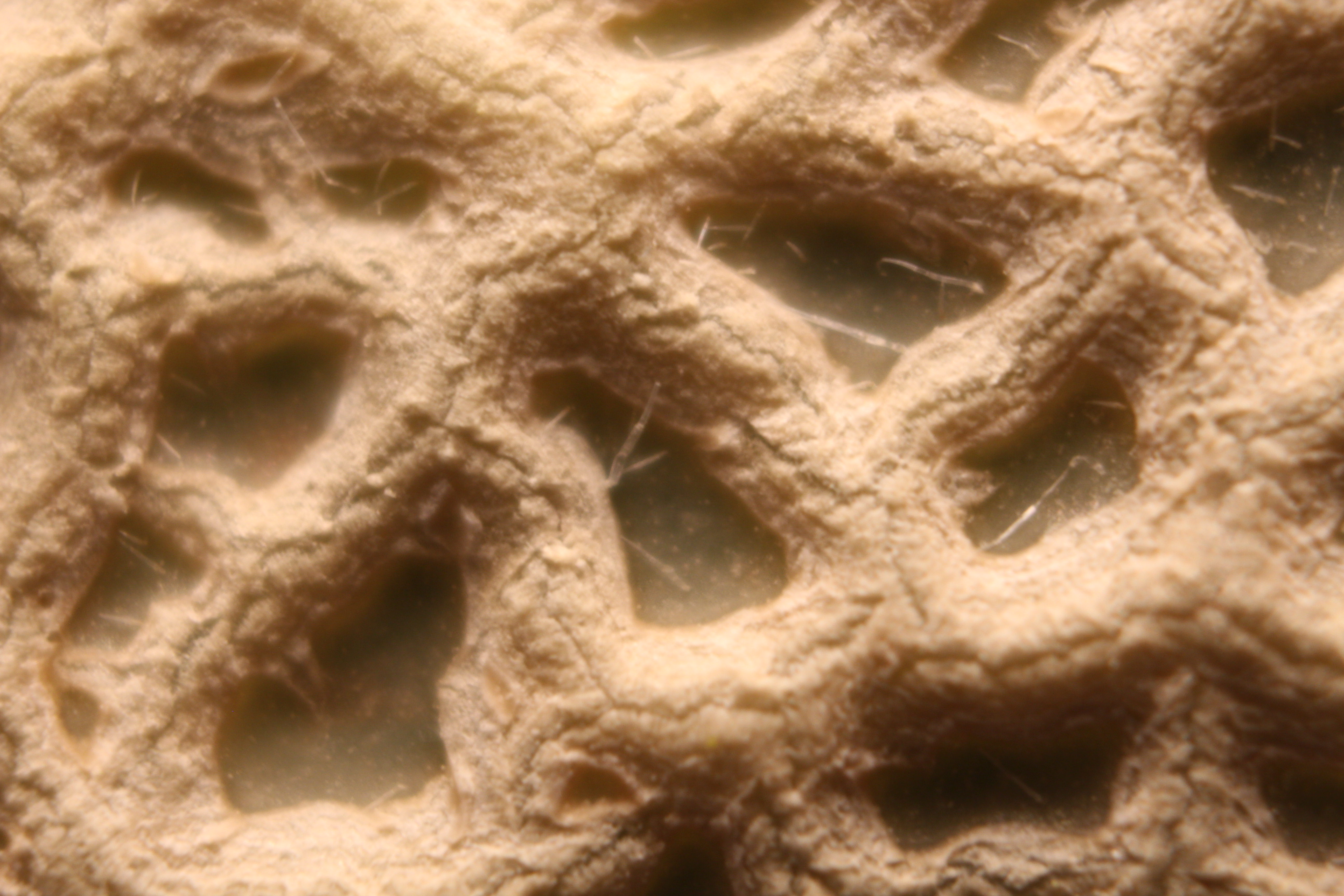 Macro and Micro Picture of the Day 2020-05-06