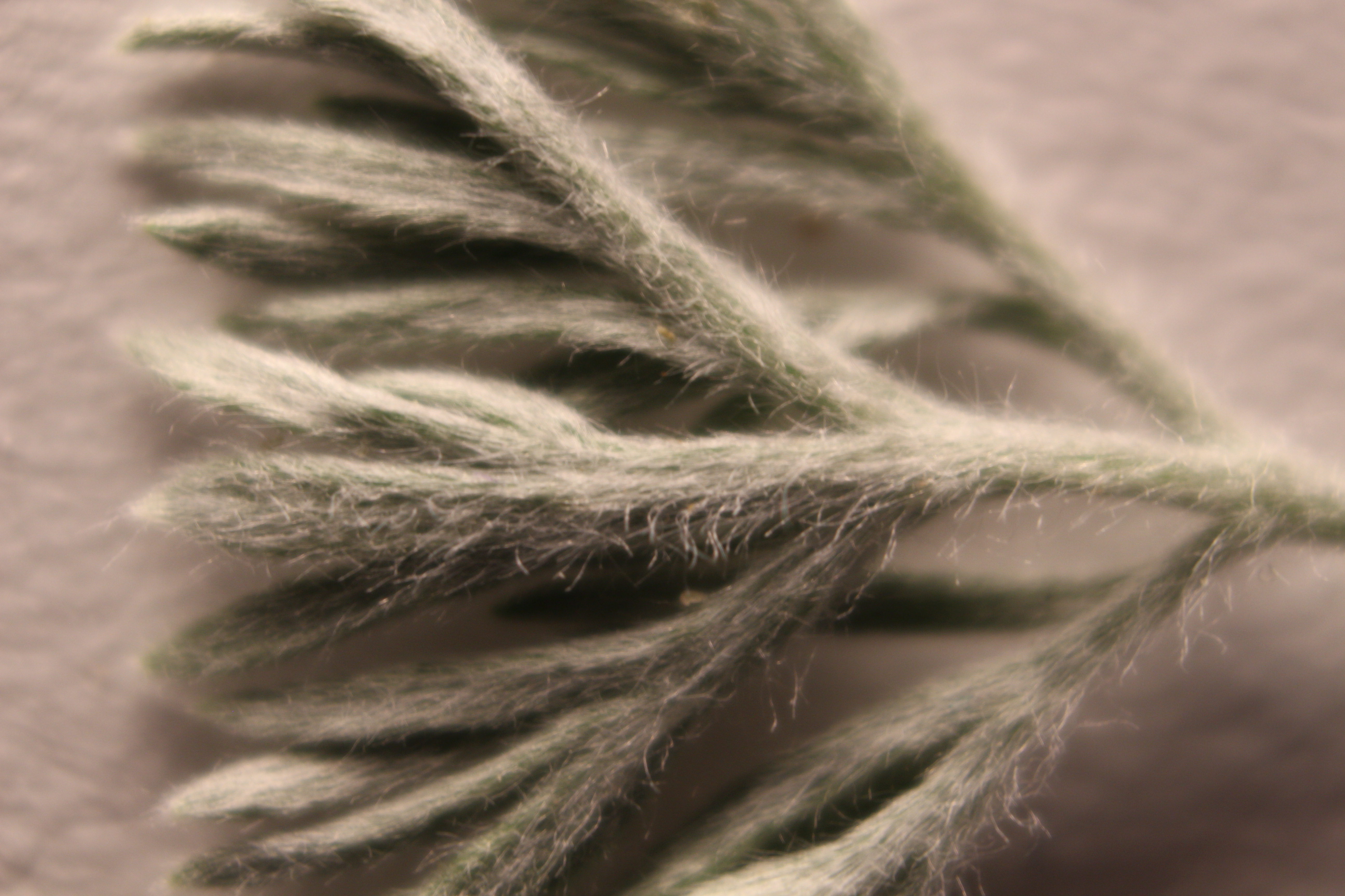 Macro and Micro Picture of the Day 2020-05-07