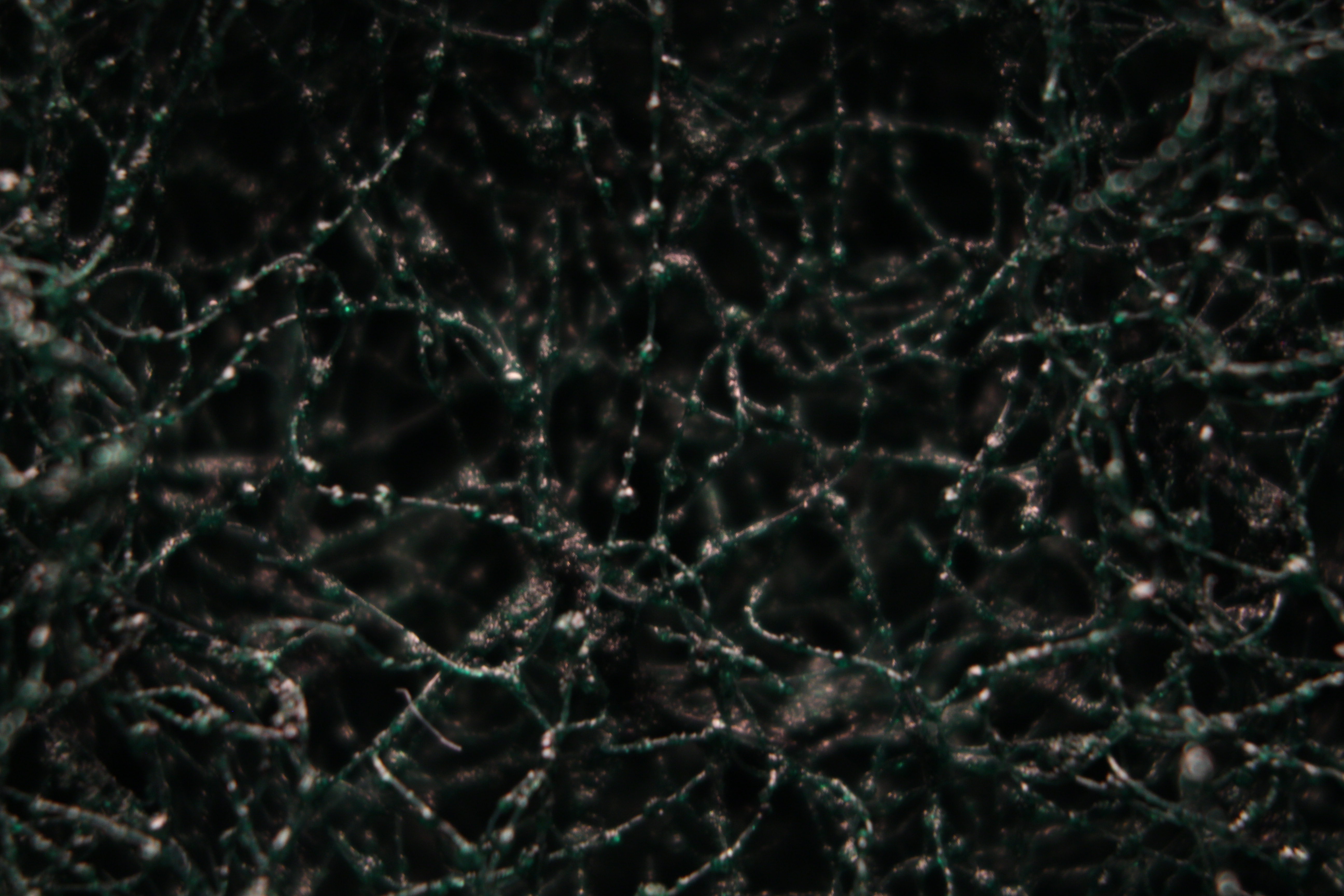 Macro and Micro Picture of the Day 2020-05-08