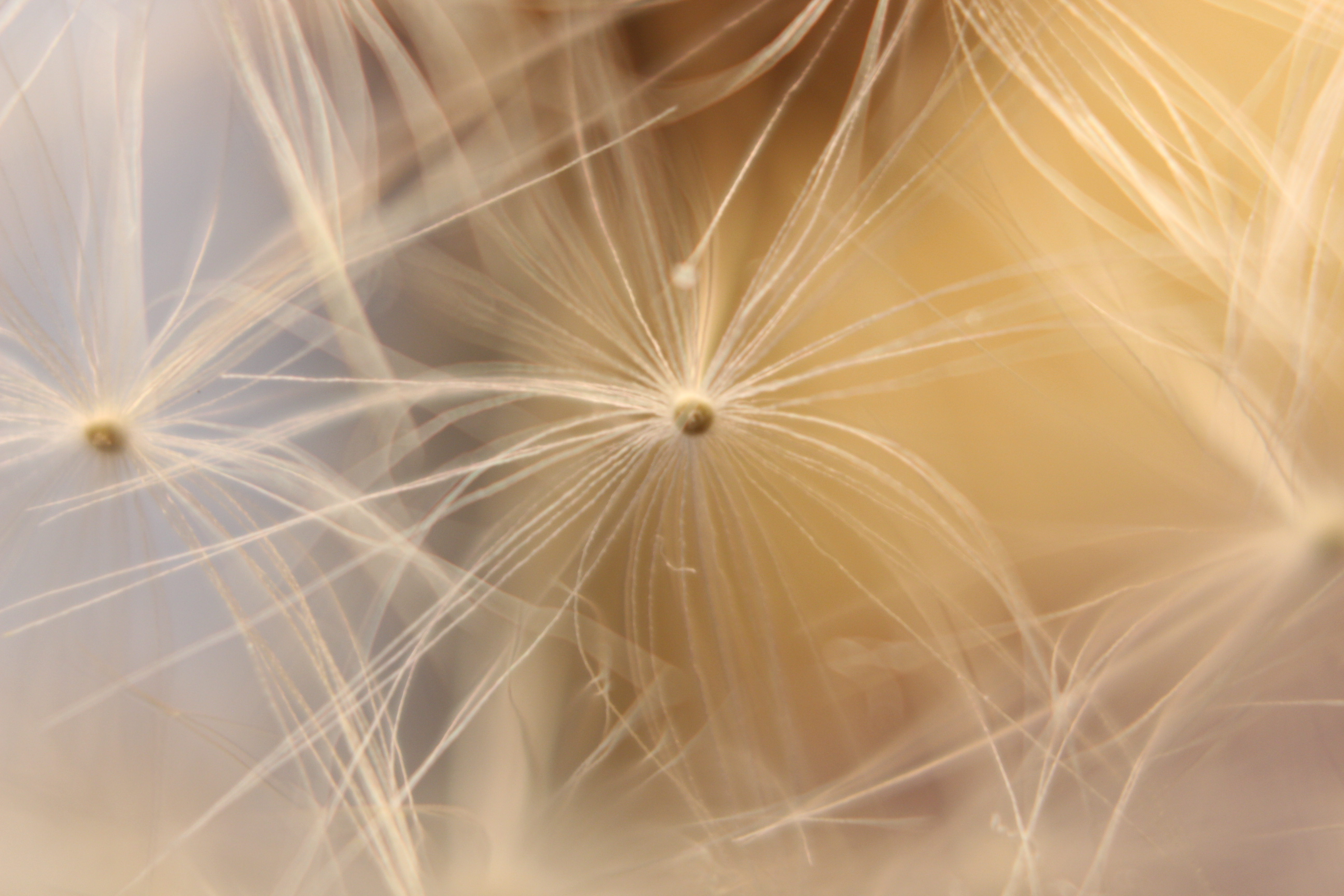 Macro and Micro Picture of the Day 2020-05-09