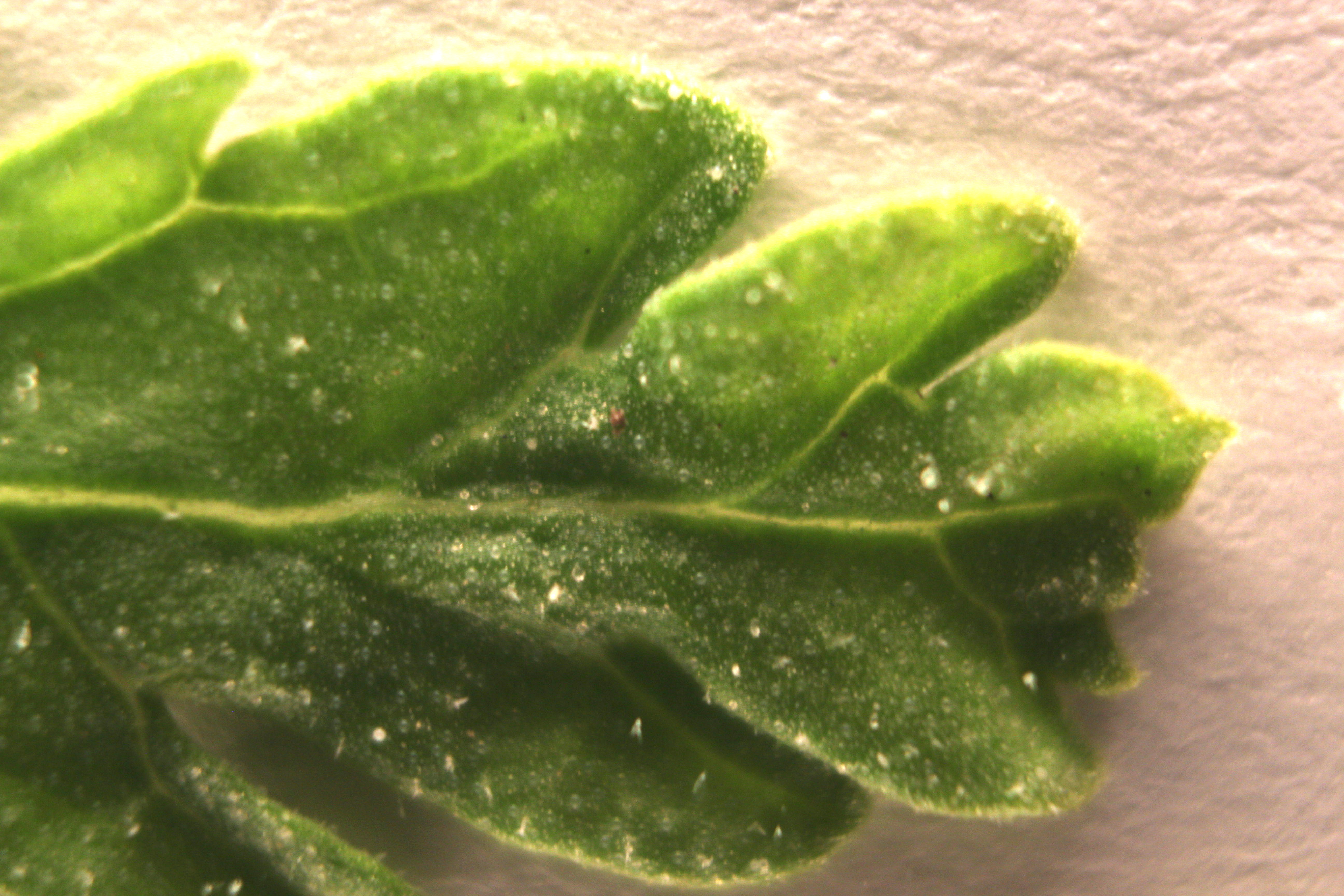 Macro and Micro Picture of the Day 2020-05-10