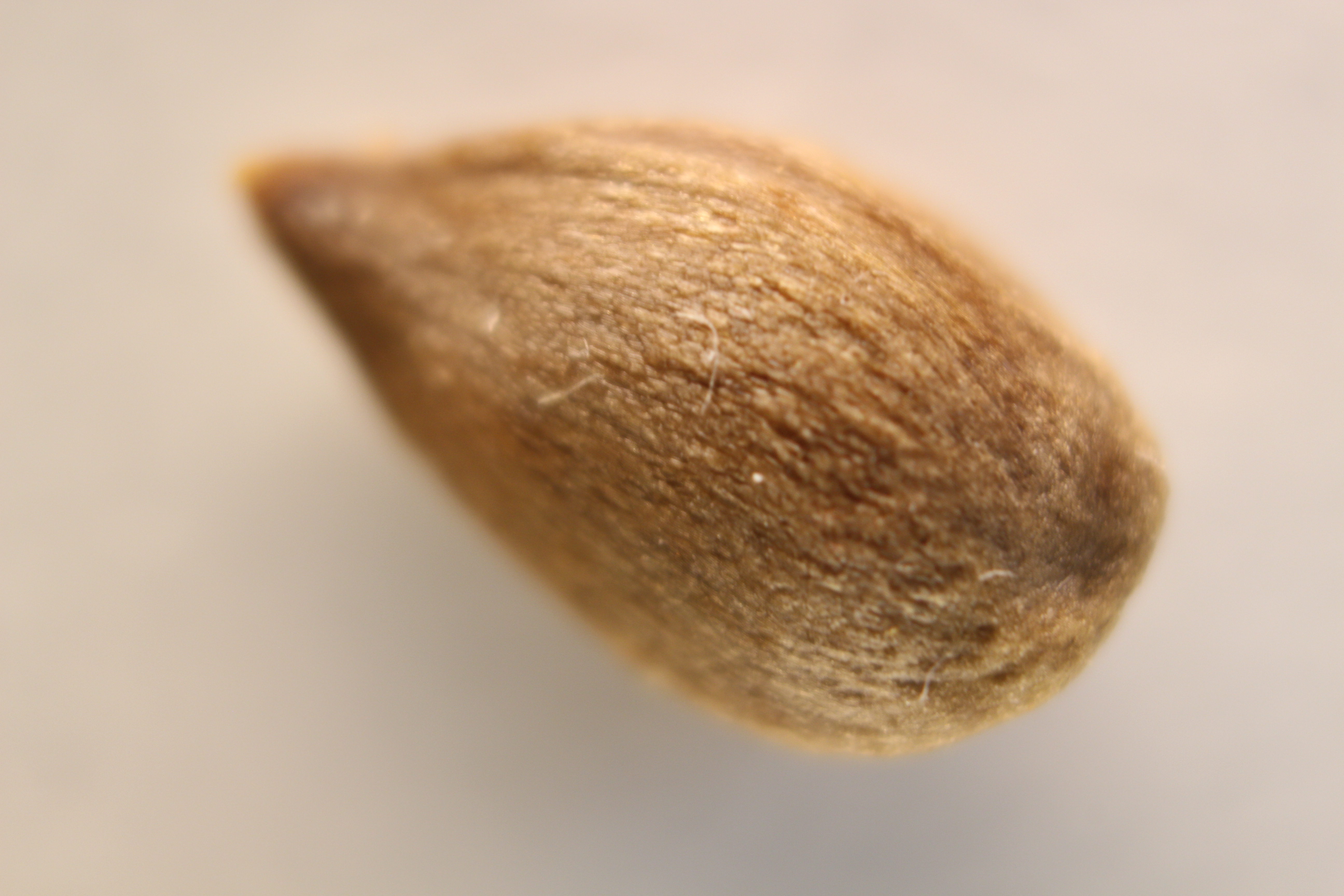 Macro and Micro Picture of the Day 2020-05-11