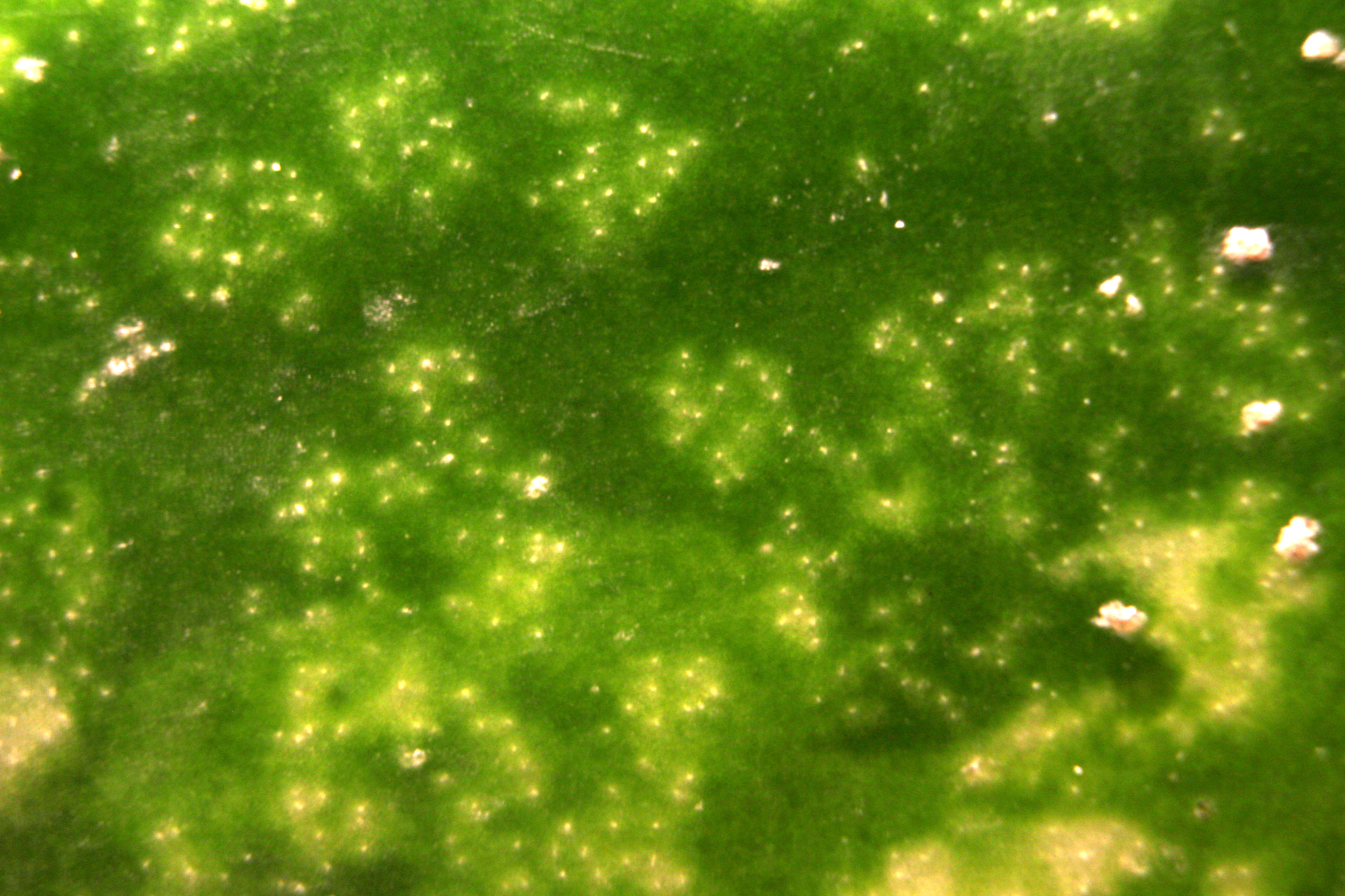 Macro and Micro Picture of the Day 2020-05-12