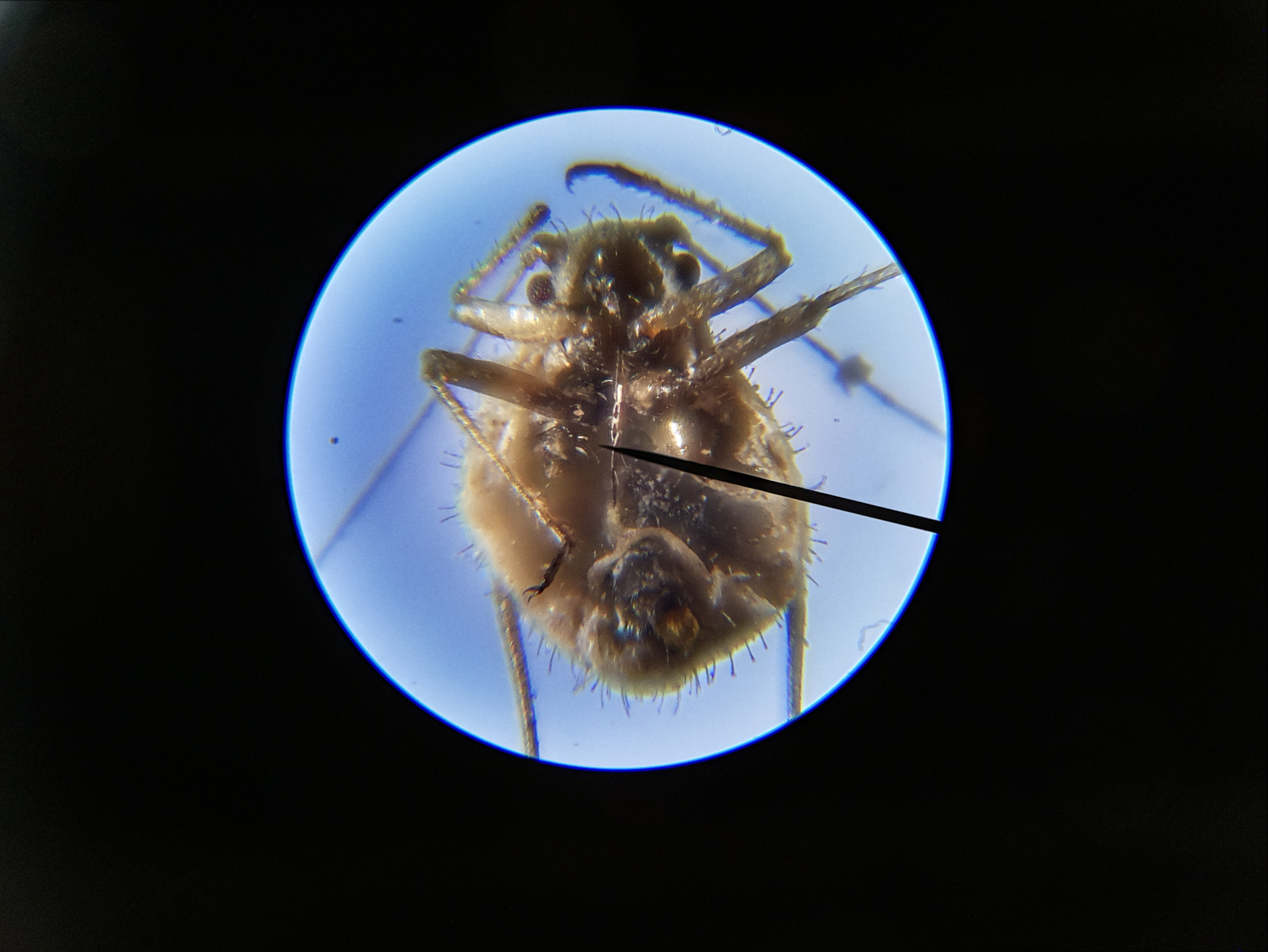 Macro and Micro Picture of the Day 2020-05-13