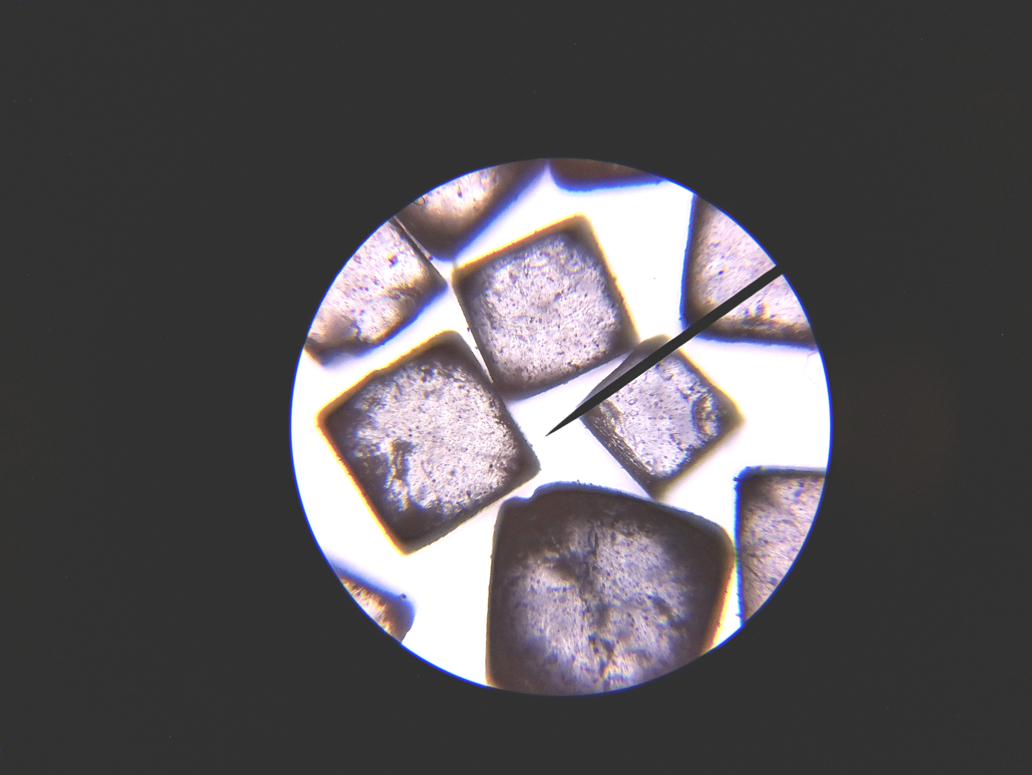 Macro and Micro Picture of the Day 2020-05-15