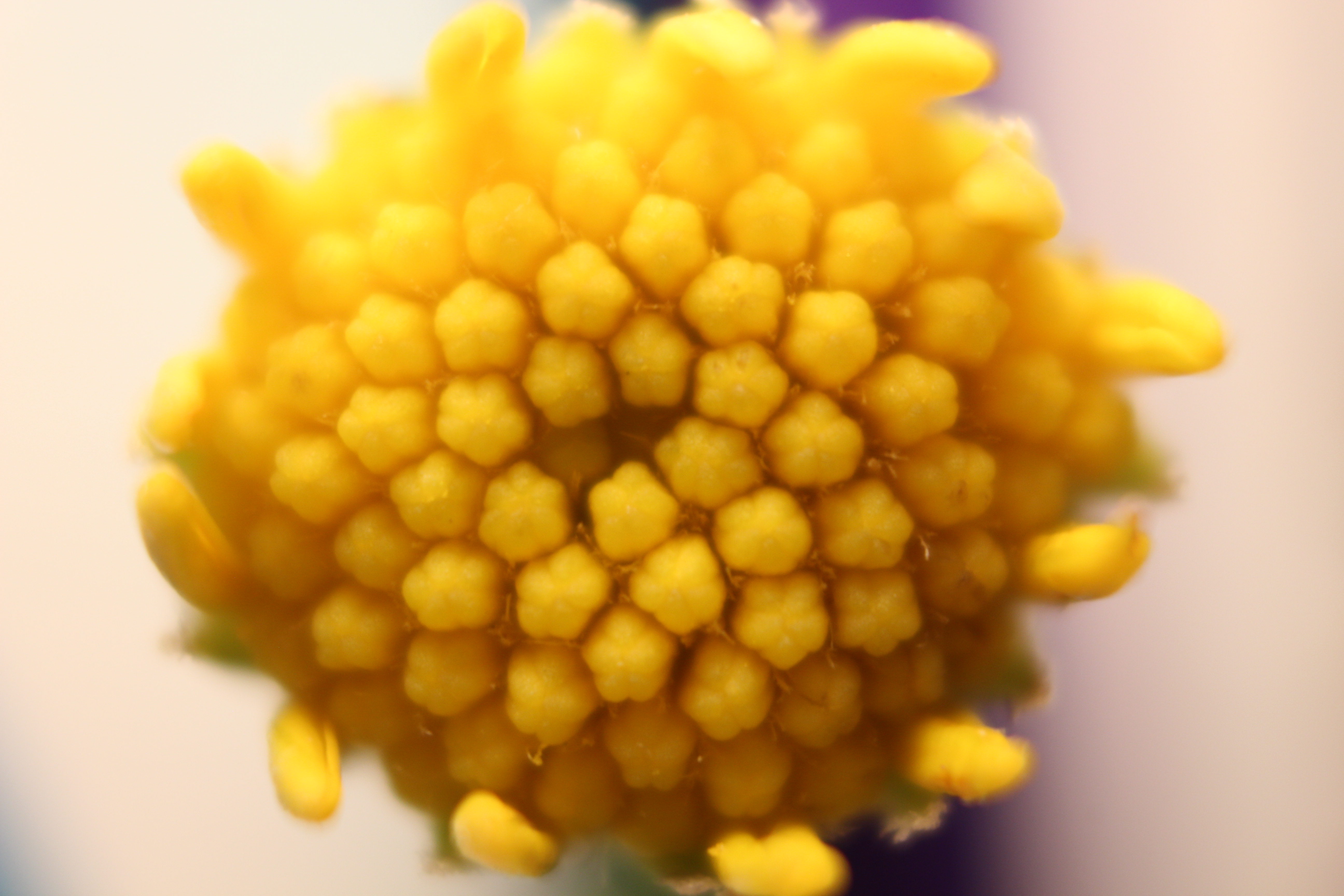 Macro and Micro Picture of the Day 2020-05-16