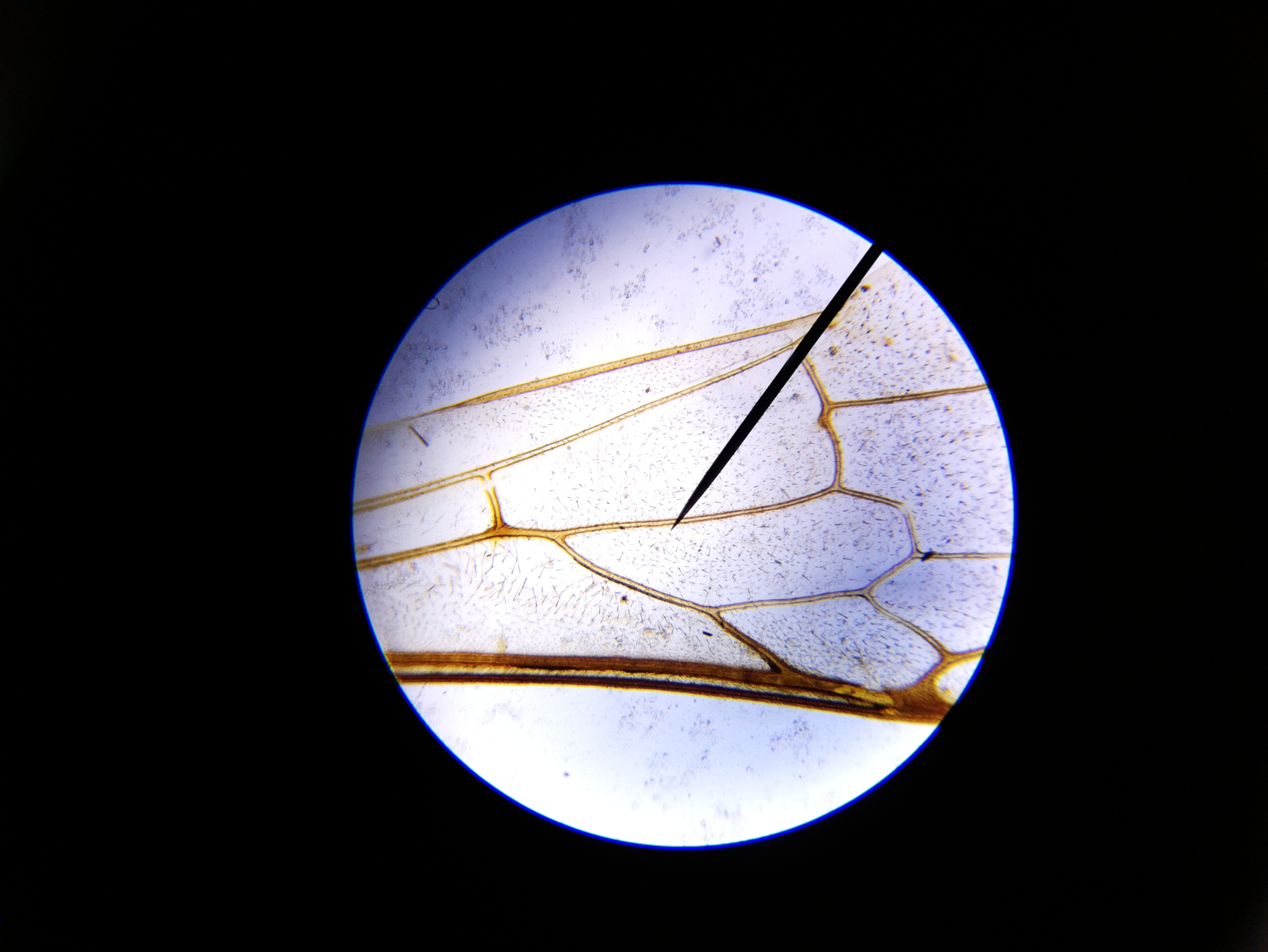 Macro and Micro Picture of the Day 2020-05-17