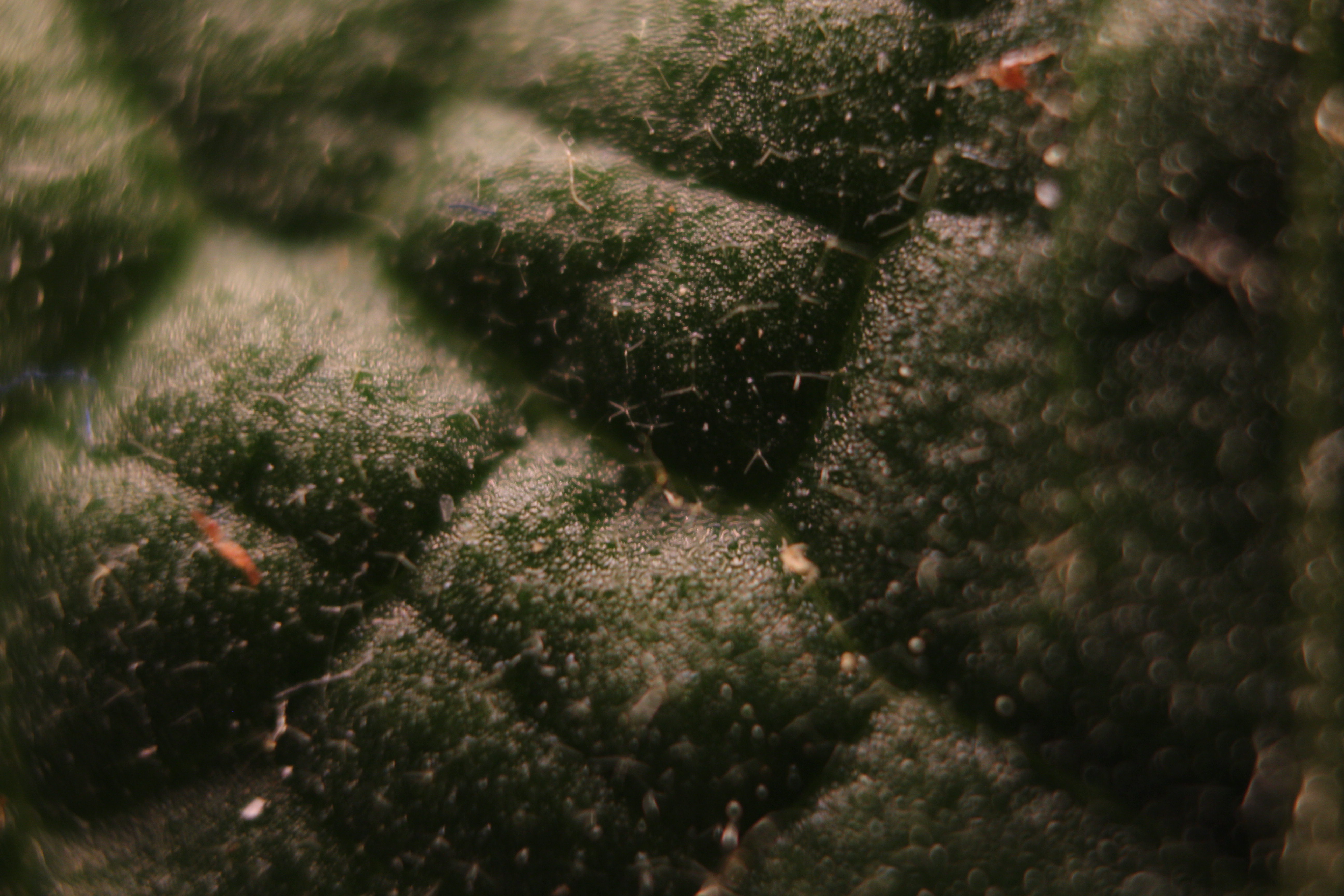 Macro and Micro Picture of the Day 2020-05-19