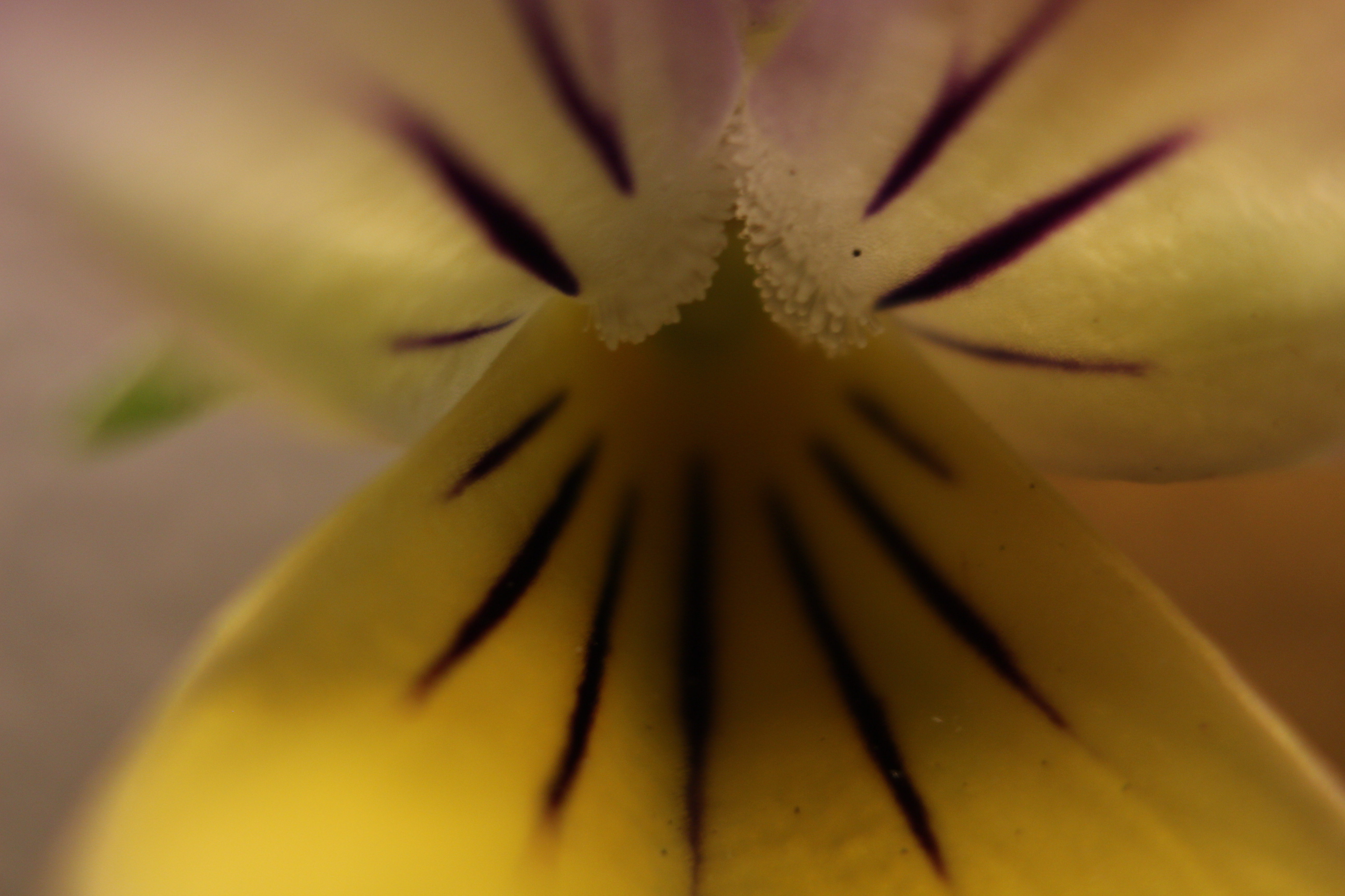 Macro and Micro Picture of the Day 2020-05-21