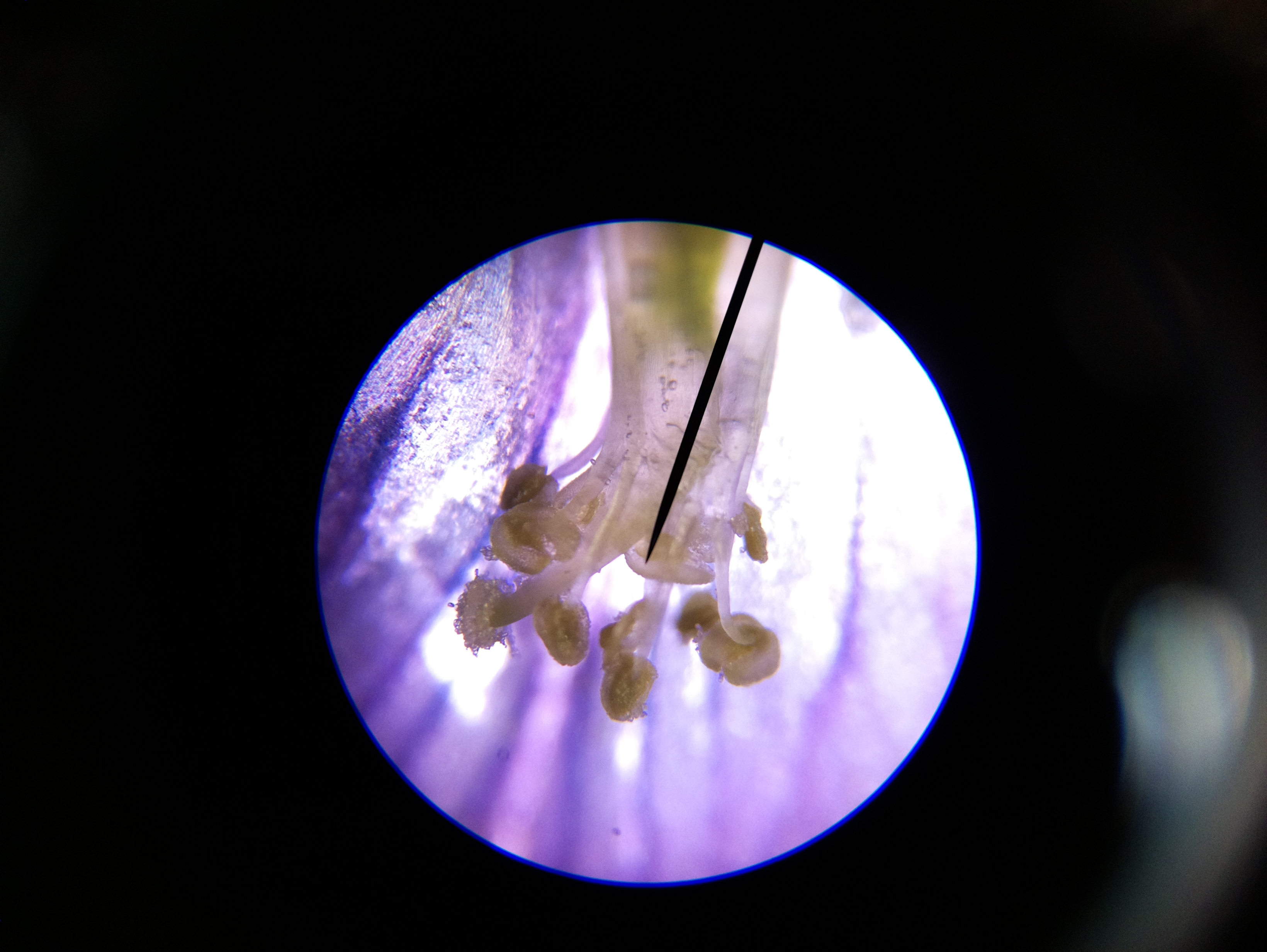 Macro and Micro Picture of the Day 2020-05-22