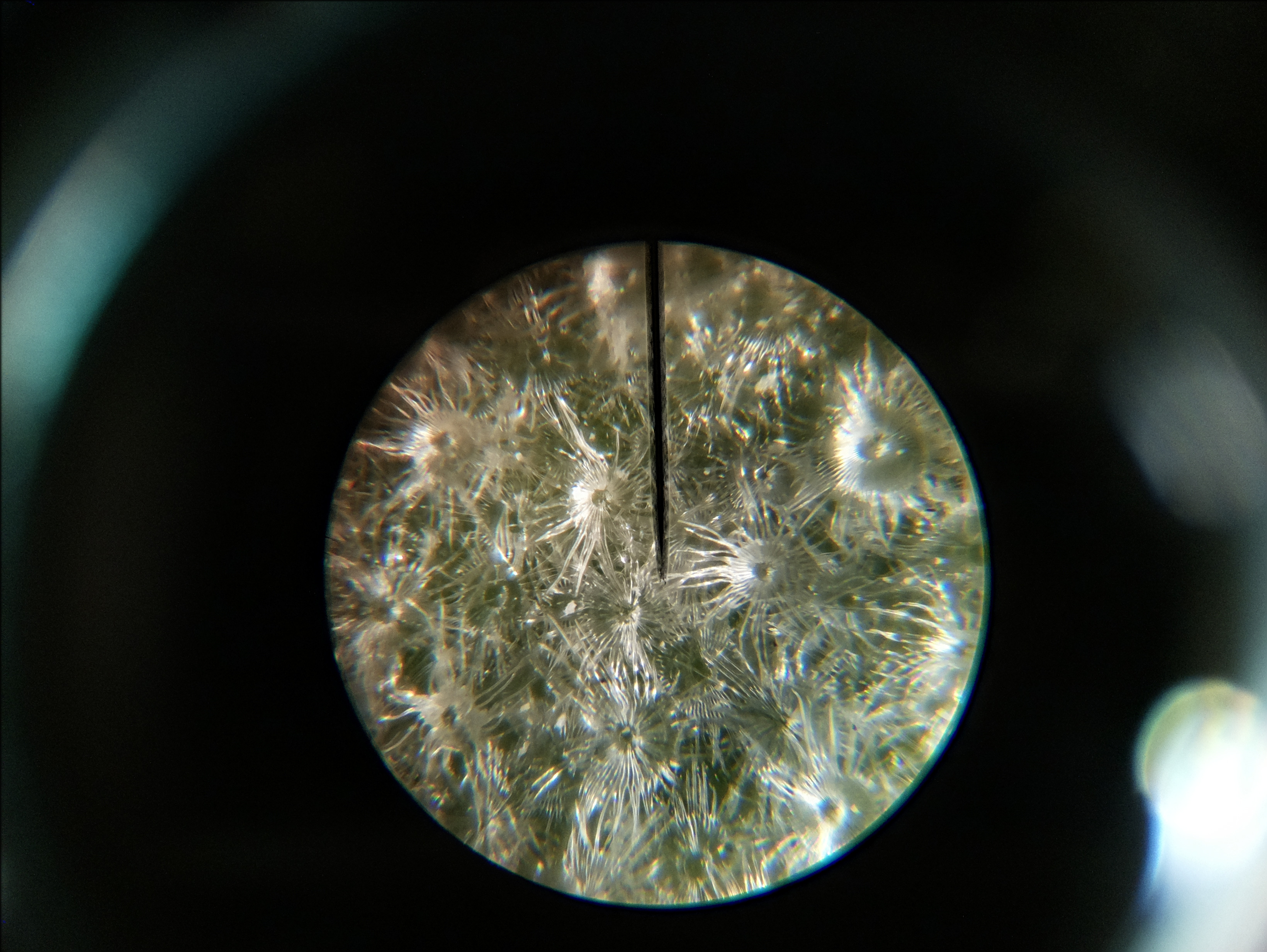 Macro and Micro Picture of the Day 2020-05-23