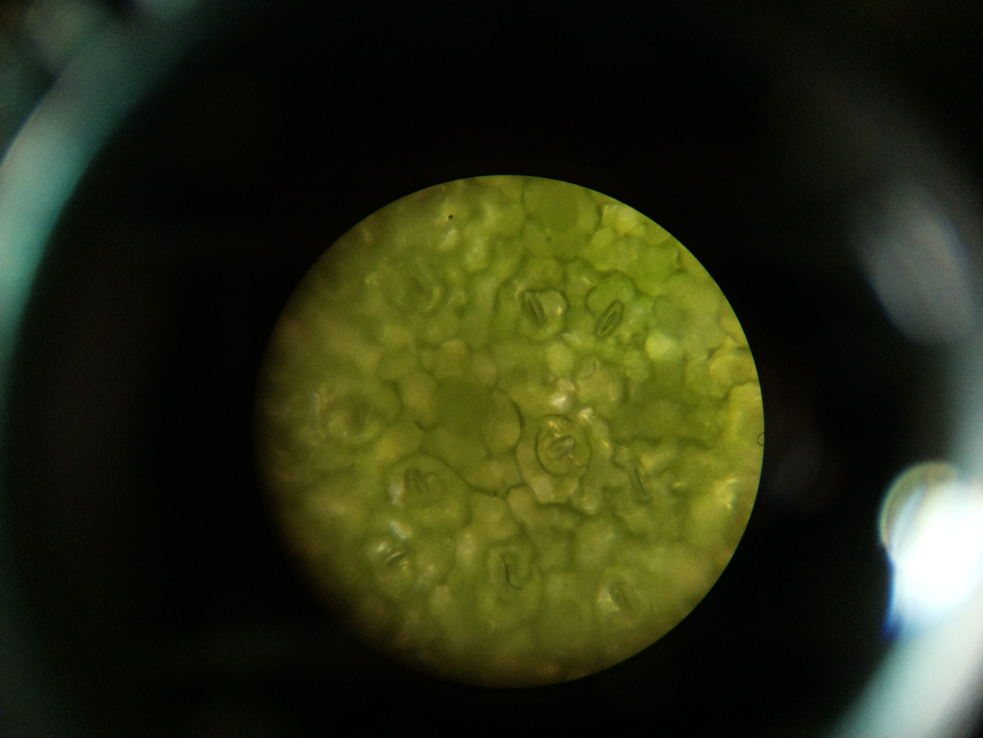 Macro and Micro Picture of the Day 2020-05-24