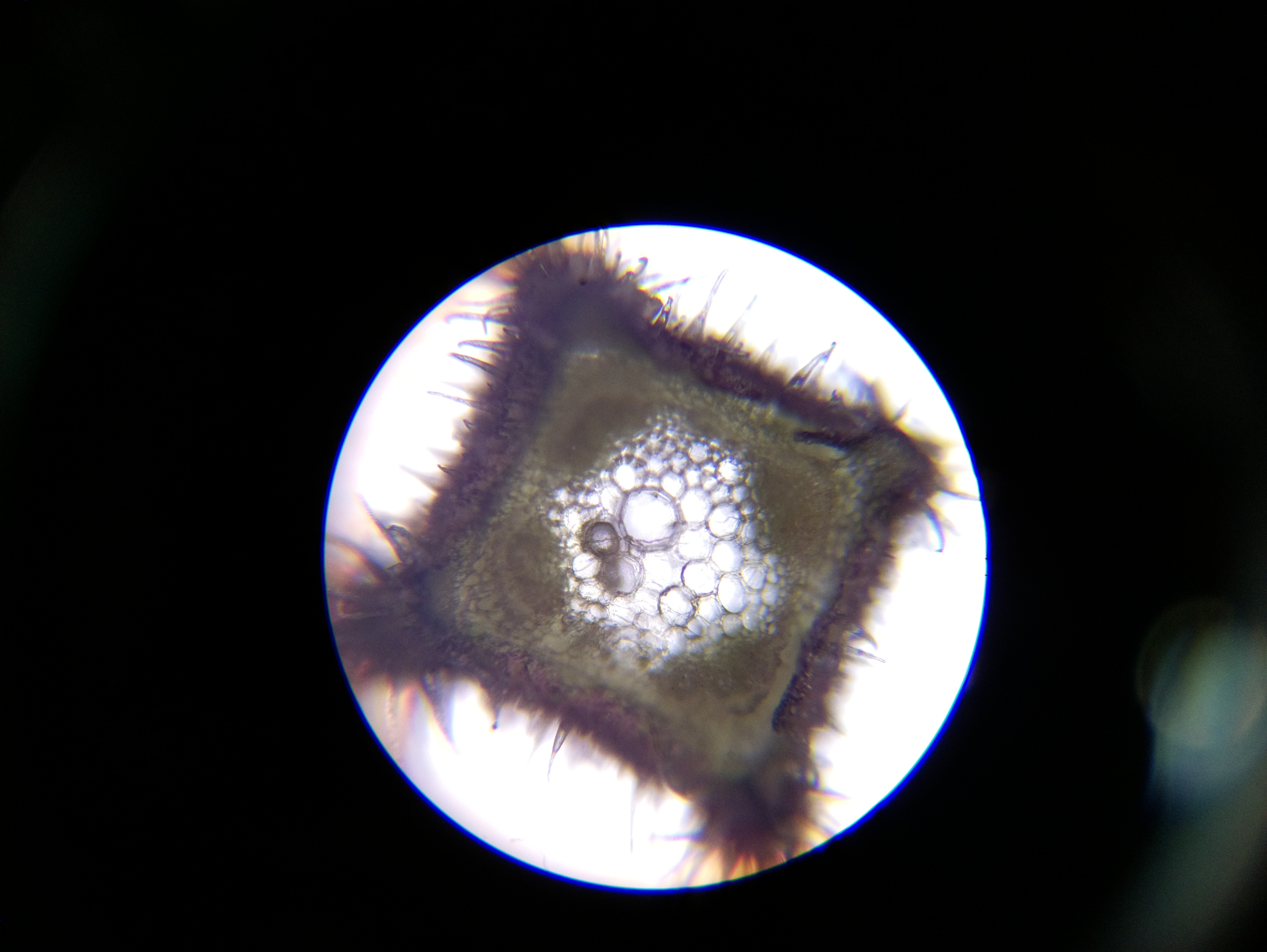 Macro and Micro Picture of the Day 2020-05-25