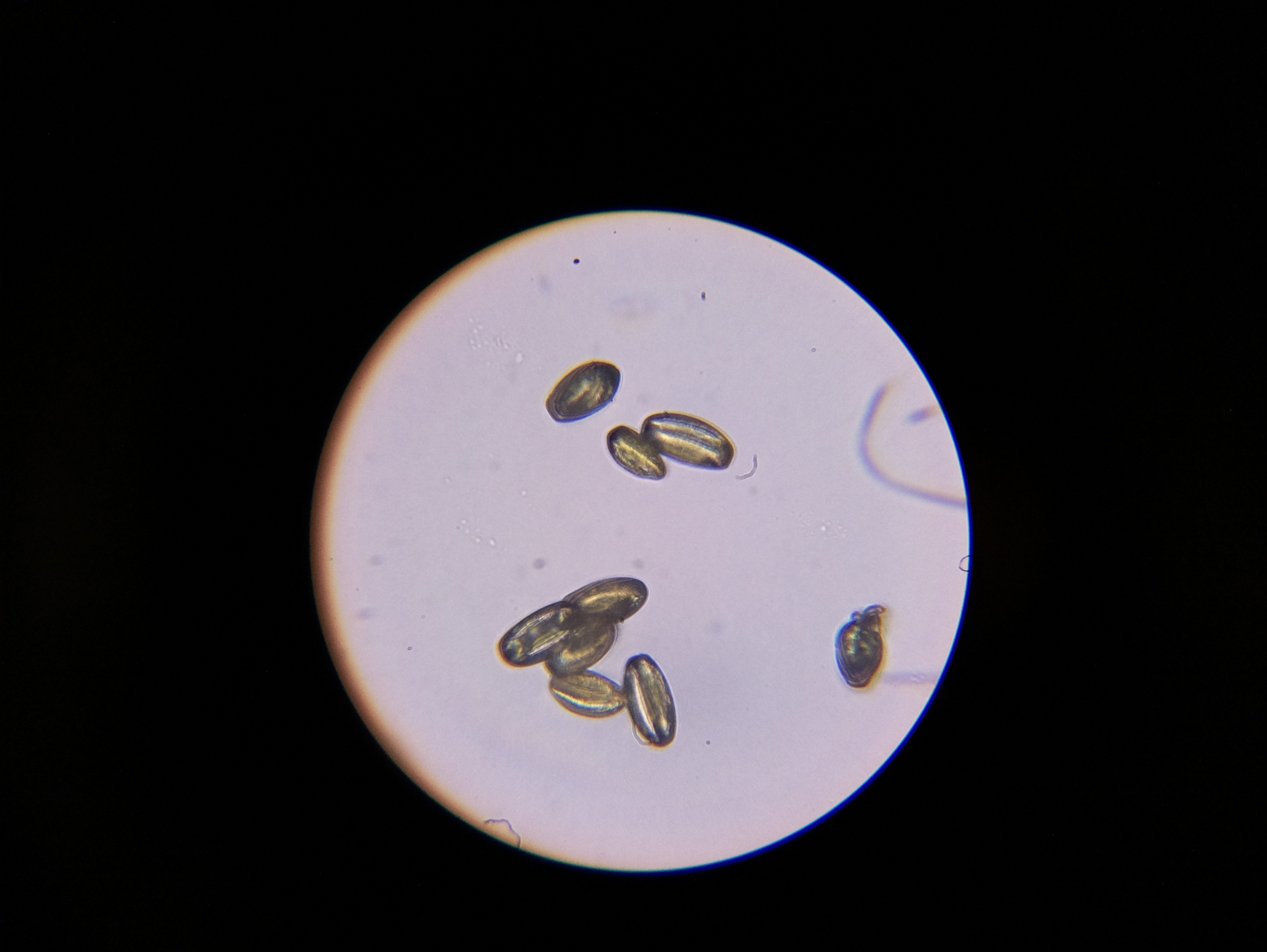 Macro and Micro Picture of the Day 2020-05-27