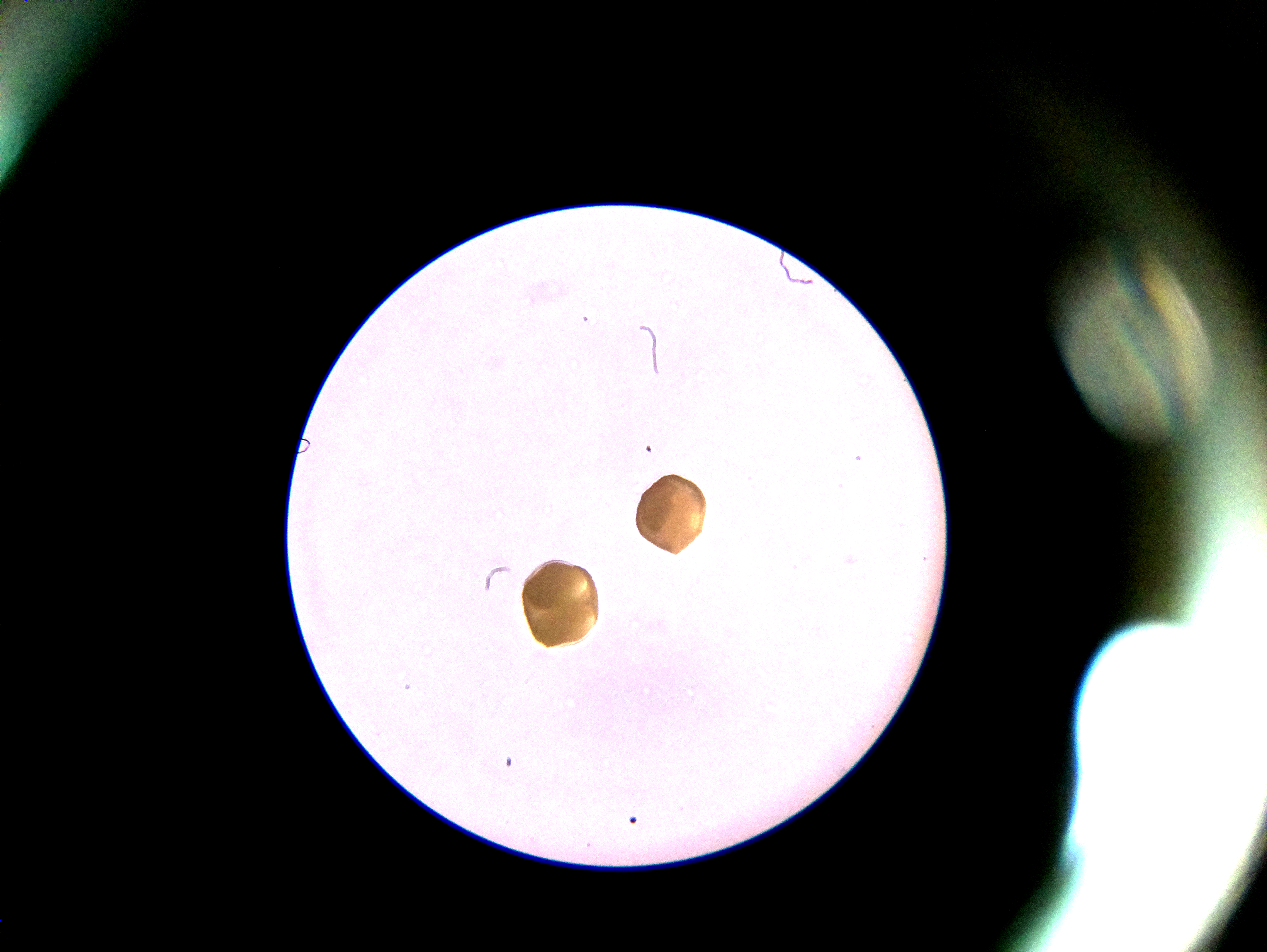 Macro and Micro Picture of the Day 2020-05-28