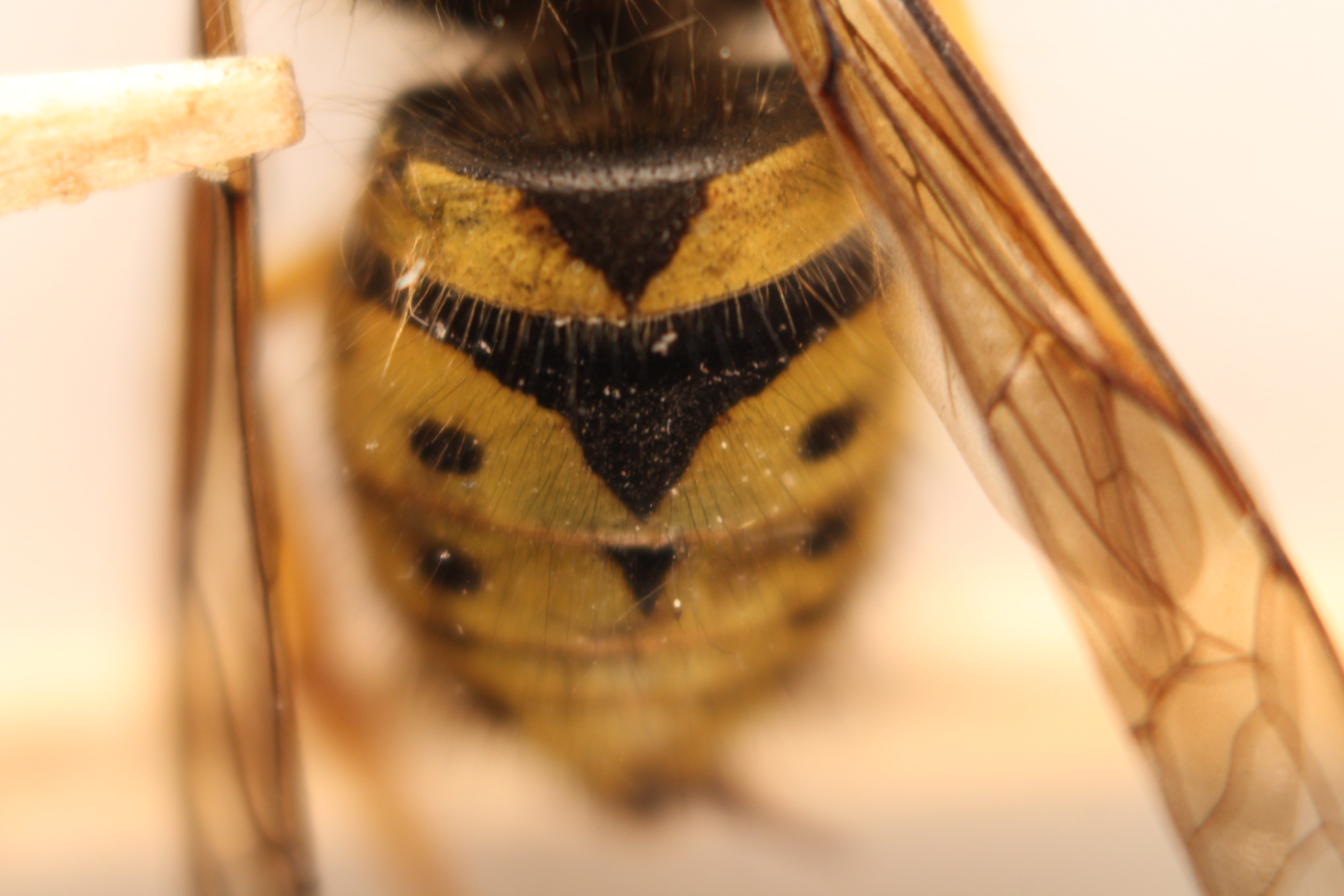 Macro and Micro Picture of the Day 2020-05-31