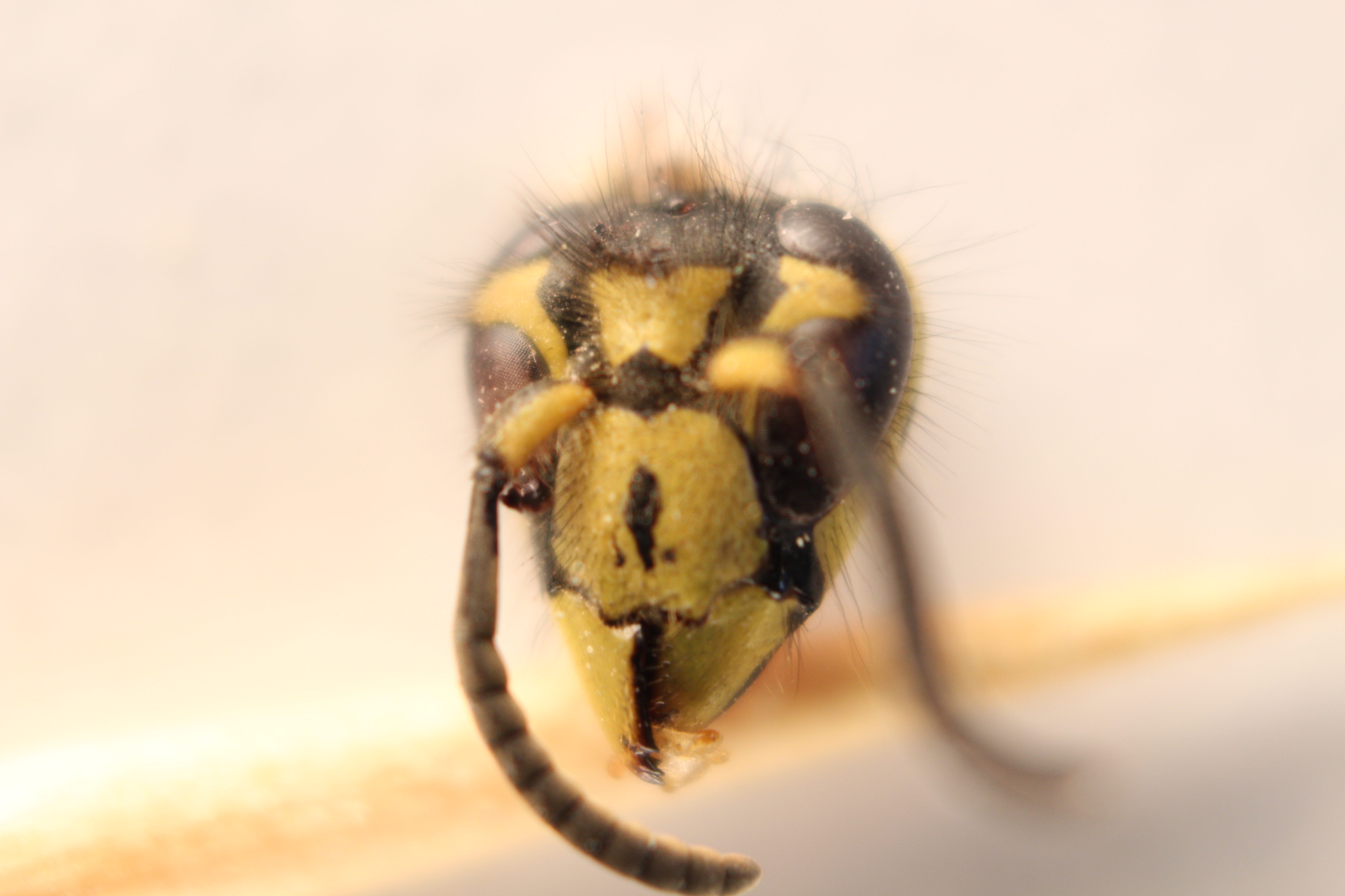 Macro and Micro Picture of the Day 2020-06-01