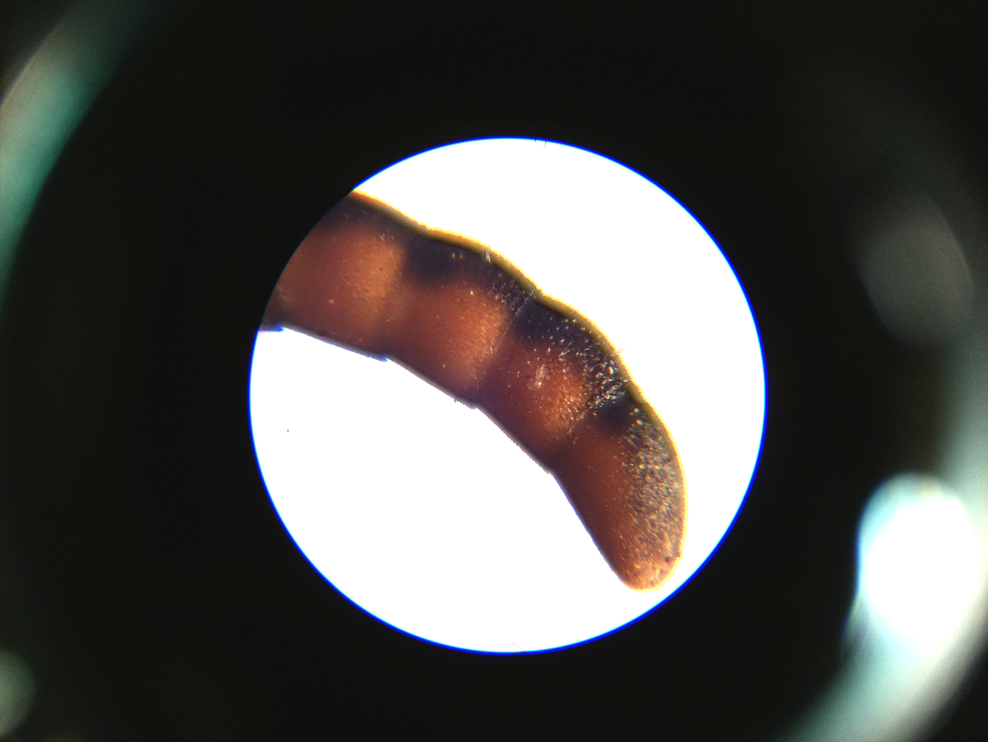 Macro and Micro Picture of the Day 2020-06-02