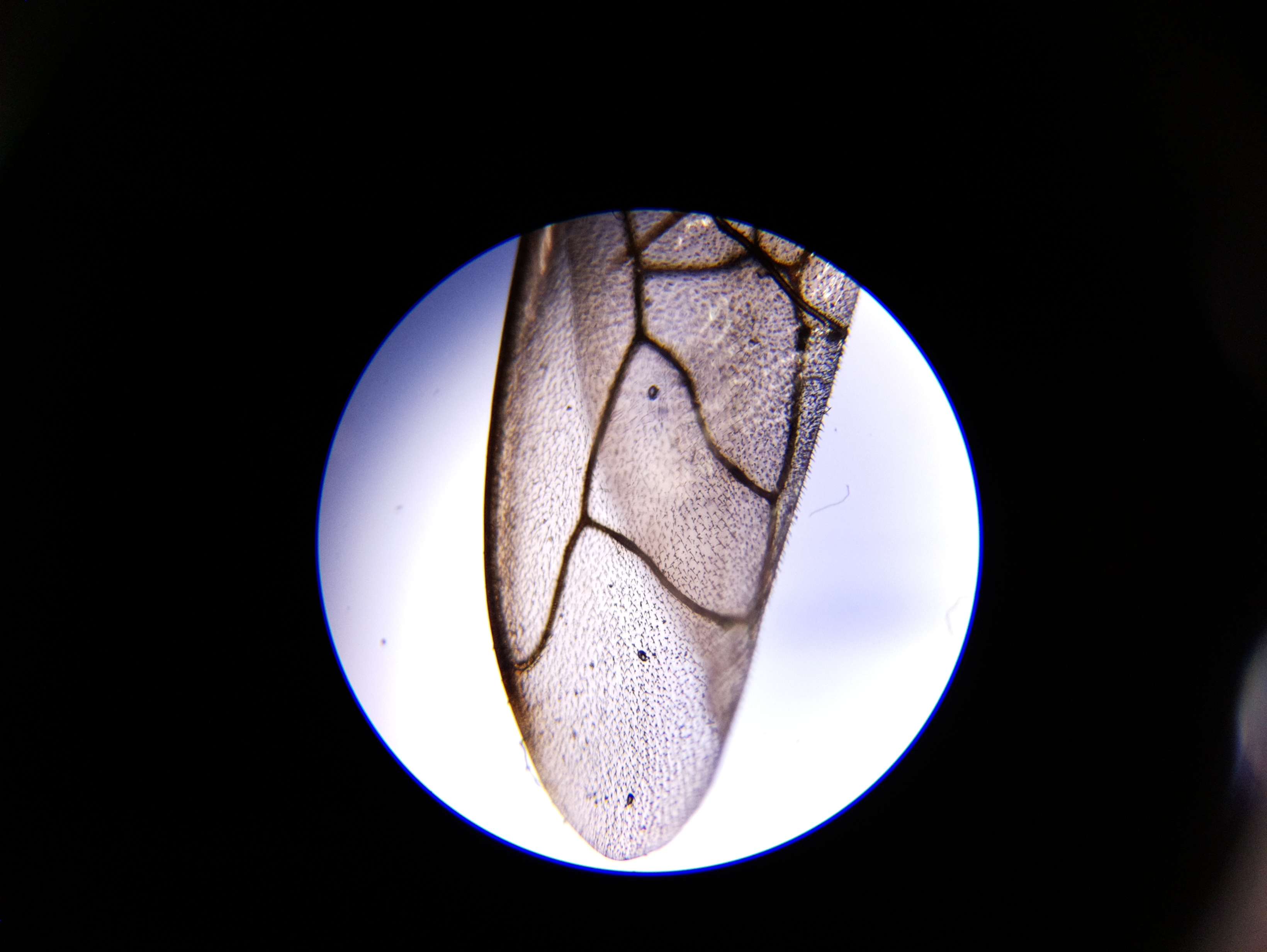 Macro and Micro Picture of the Day 2020-06-03