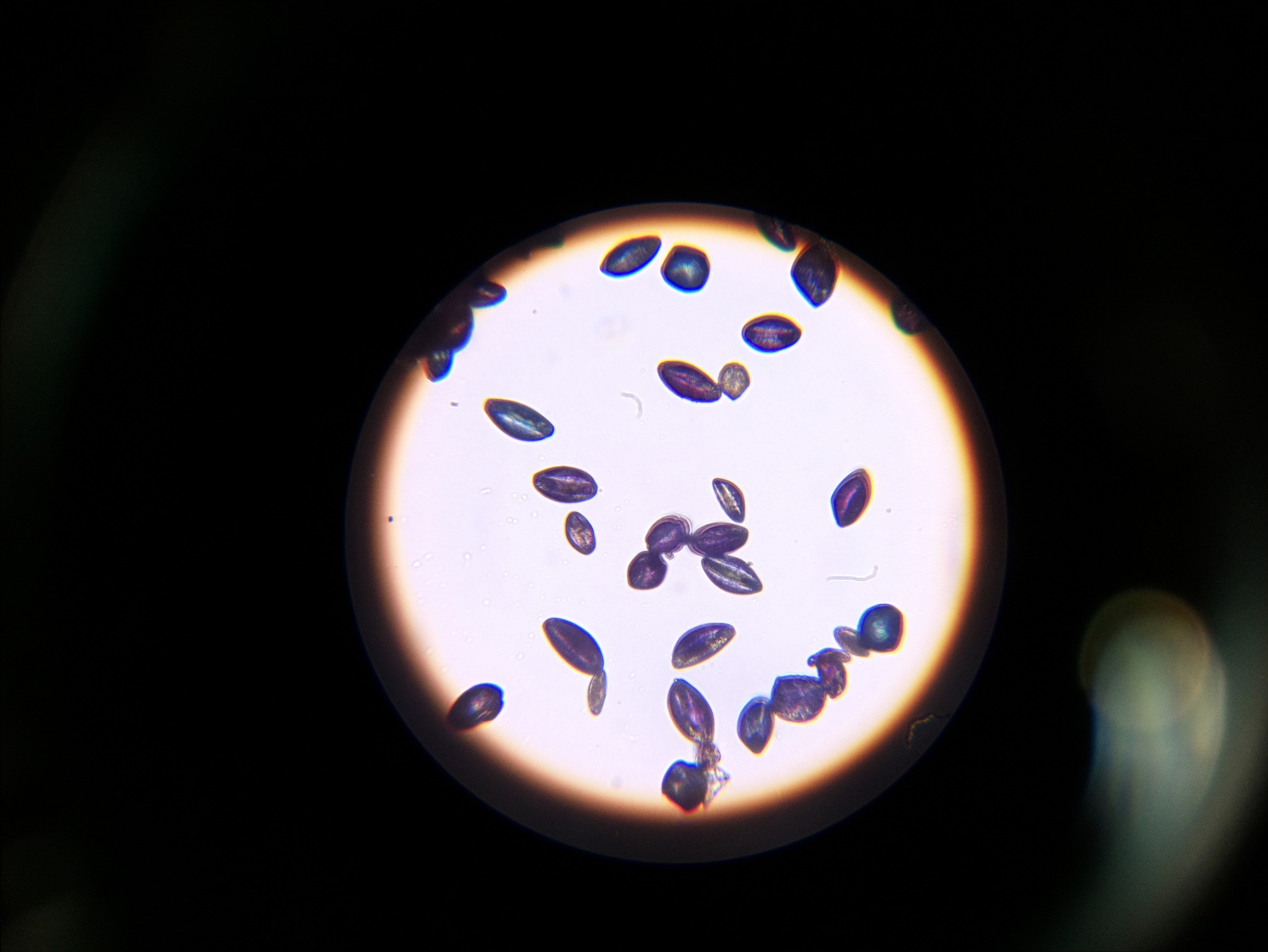 Macro and Micro Picture of the Day 2020-06-04