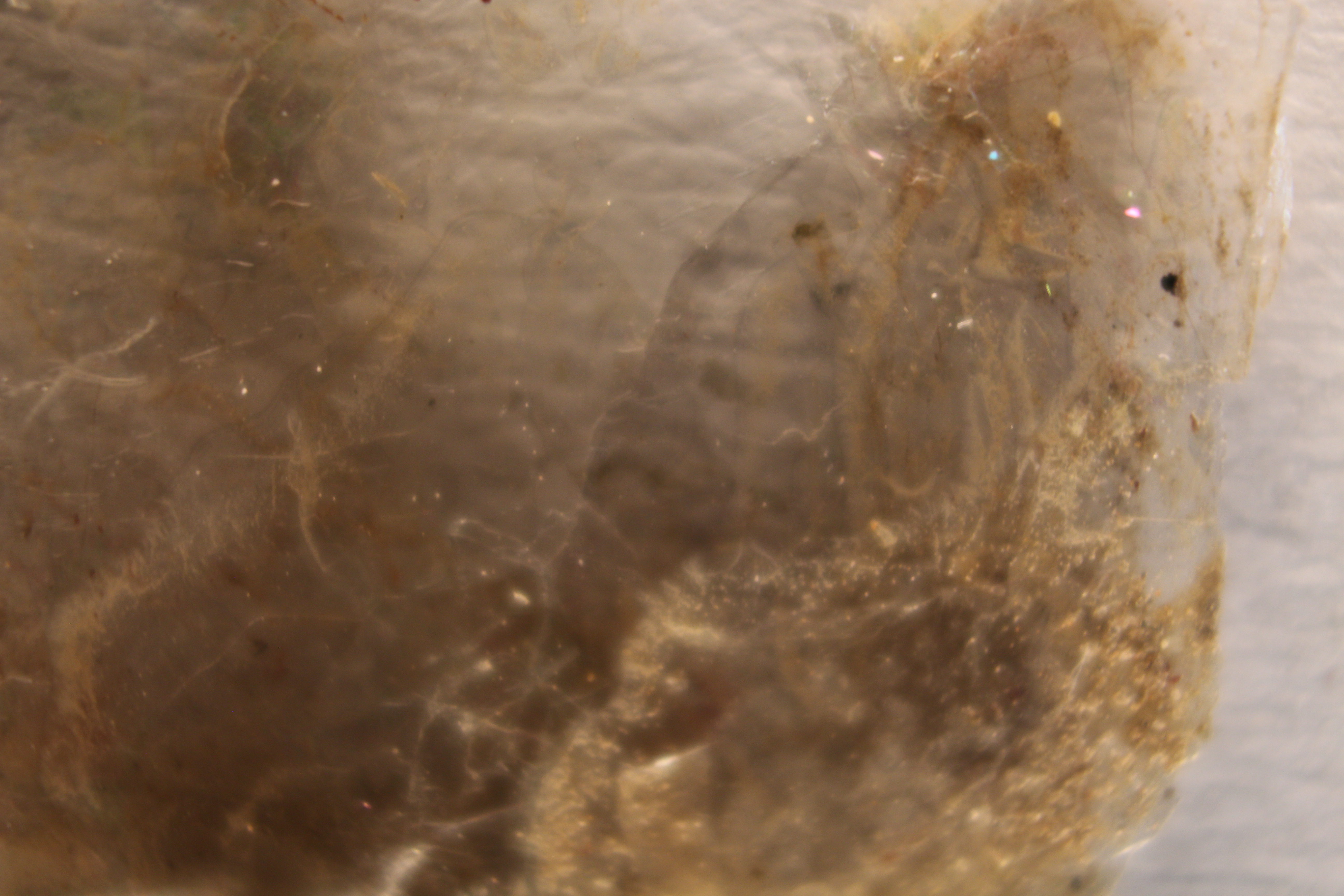 Macro and Micro Picture of the Day 2020-06-05