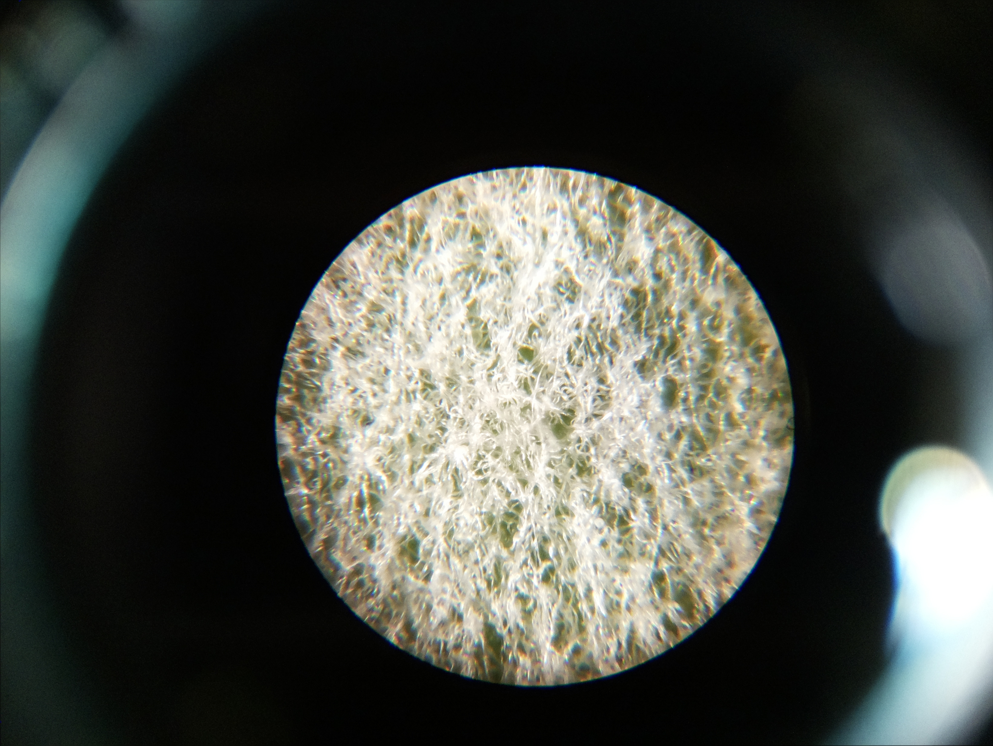 Macro and Micro Picture of the Day 2020-06-06