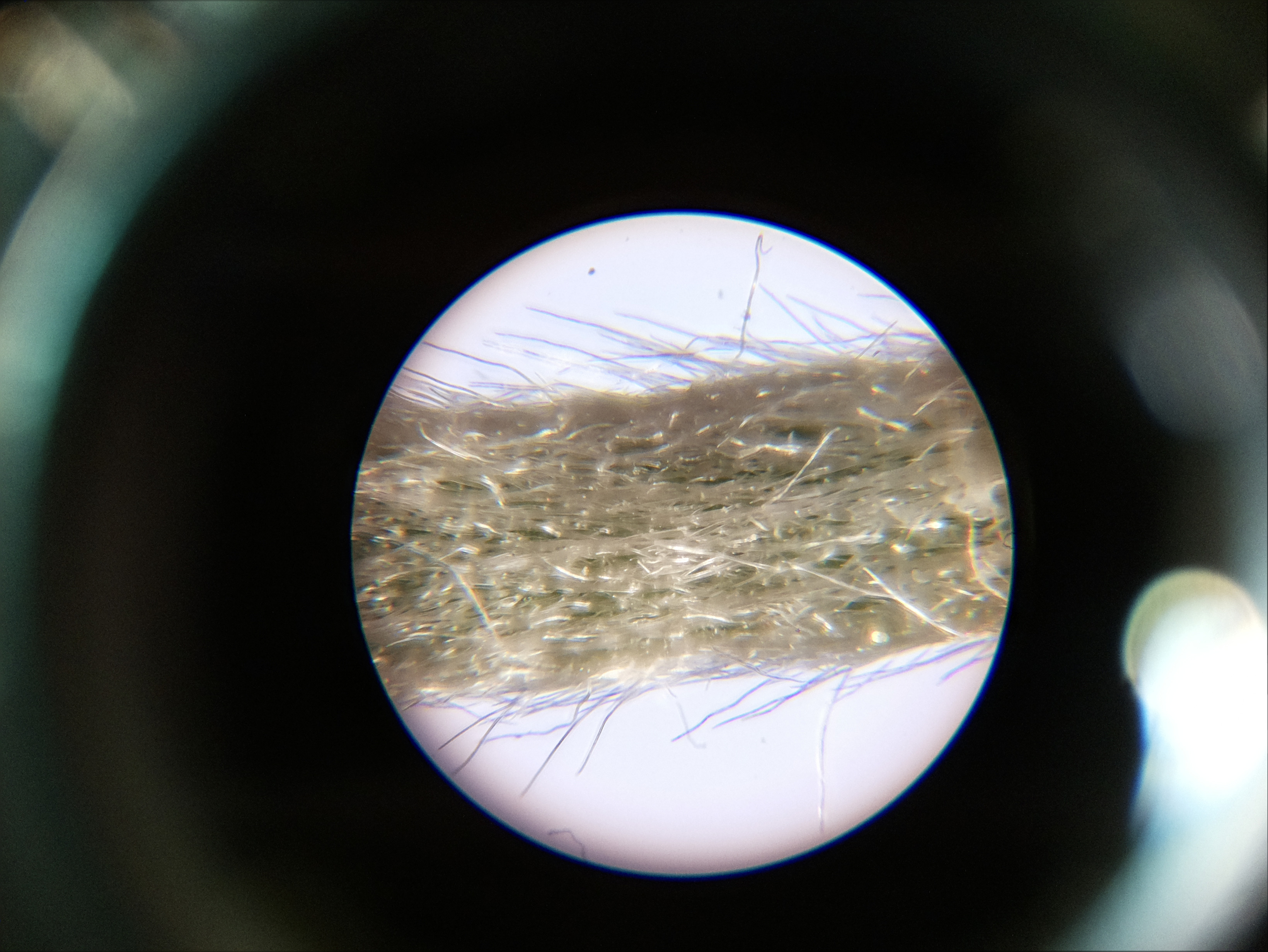 Macro and Micro Picture of the Day 2020-06-07