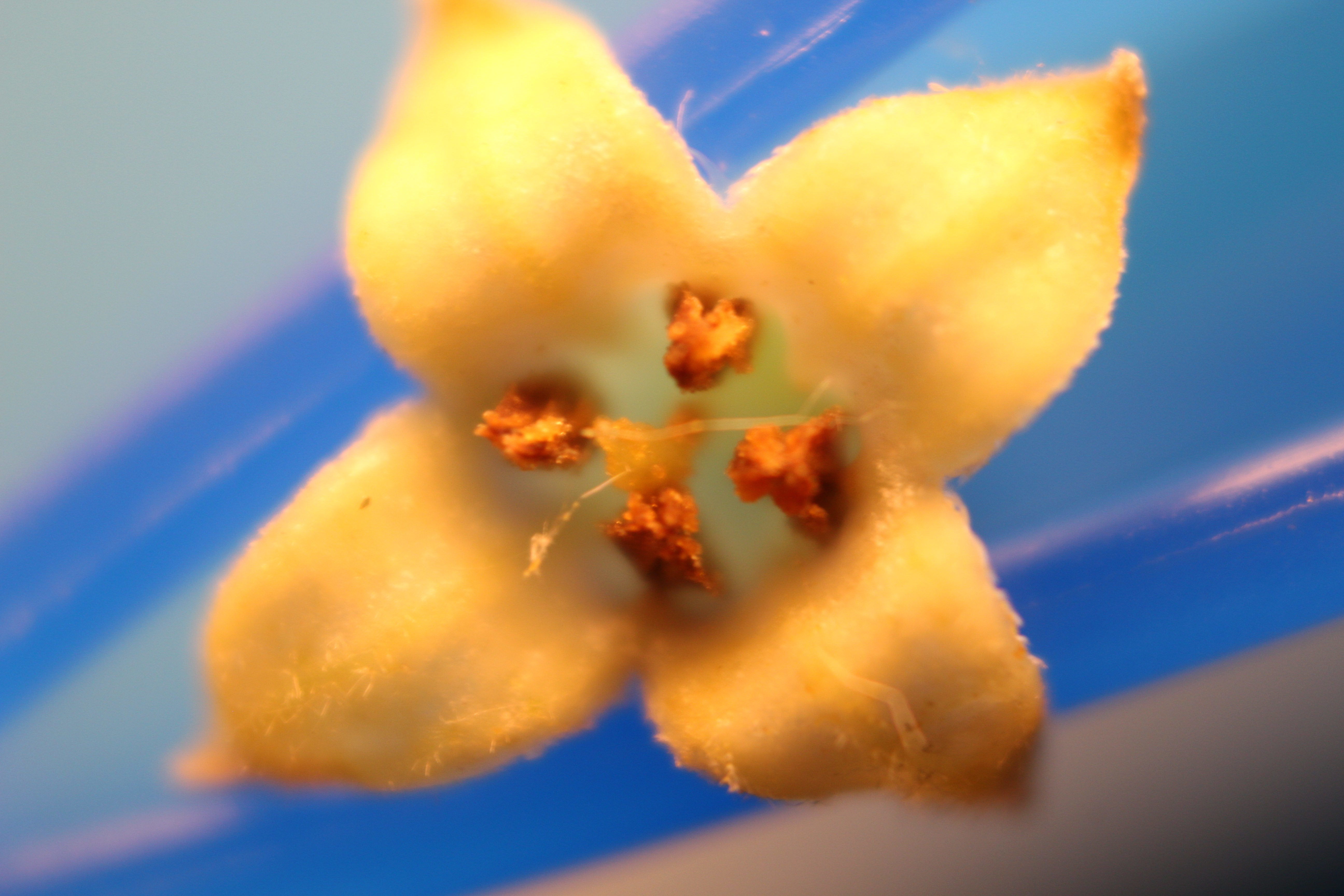 Macro and Micro Picture of the Day 2020-06-08