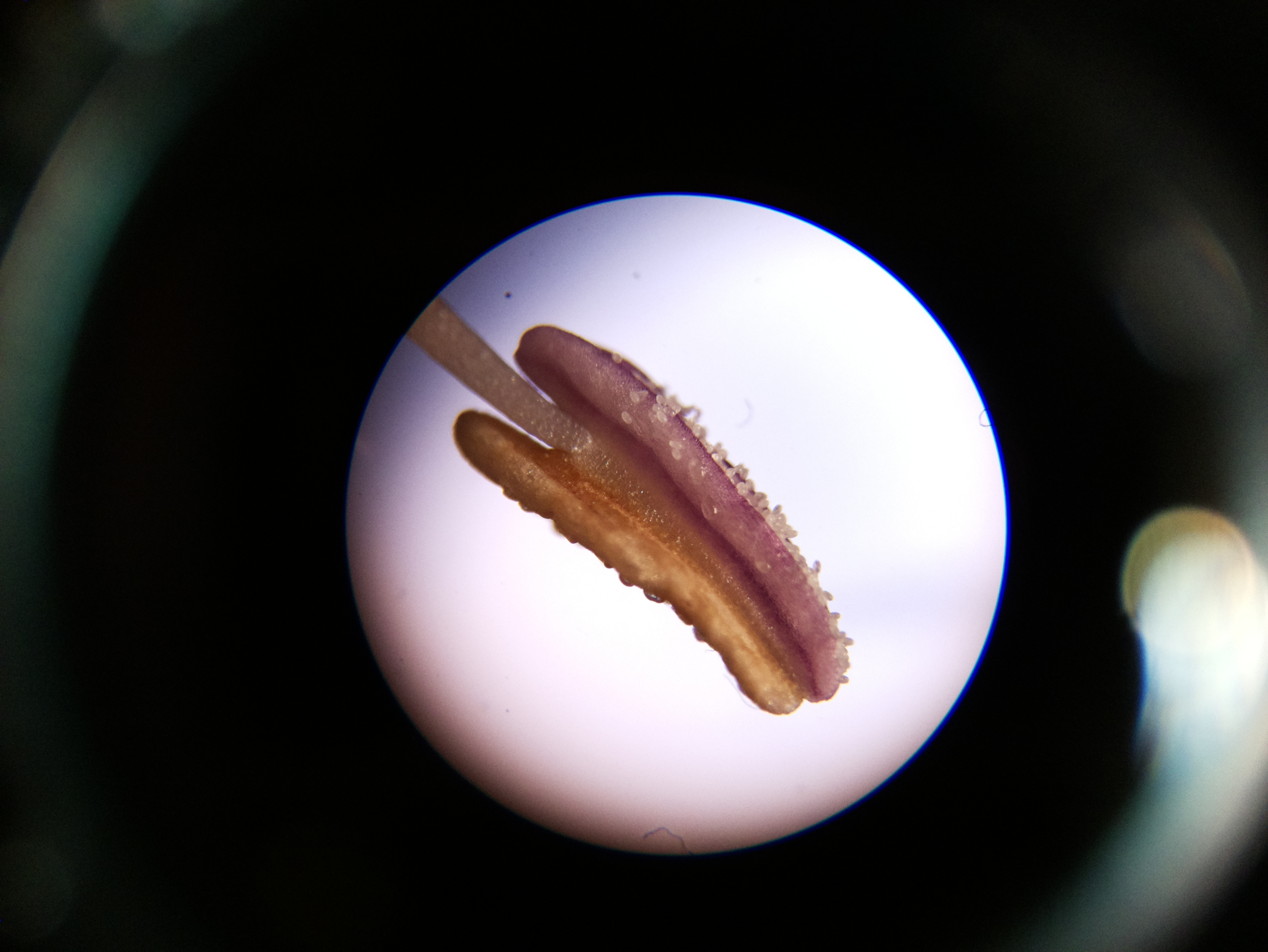 Macro and Micro Picture of the Day 2020-06-09