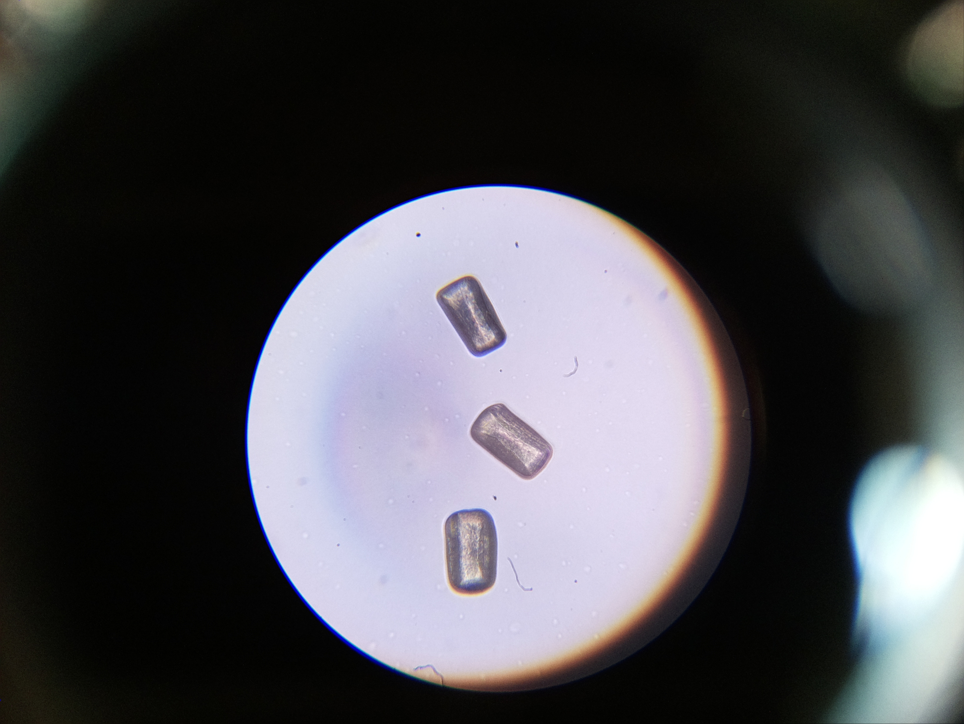 Macro and Micro Picture of the Day 2020-06-12