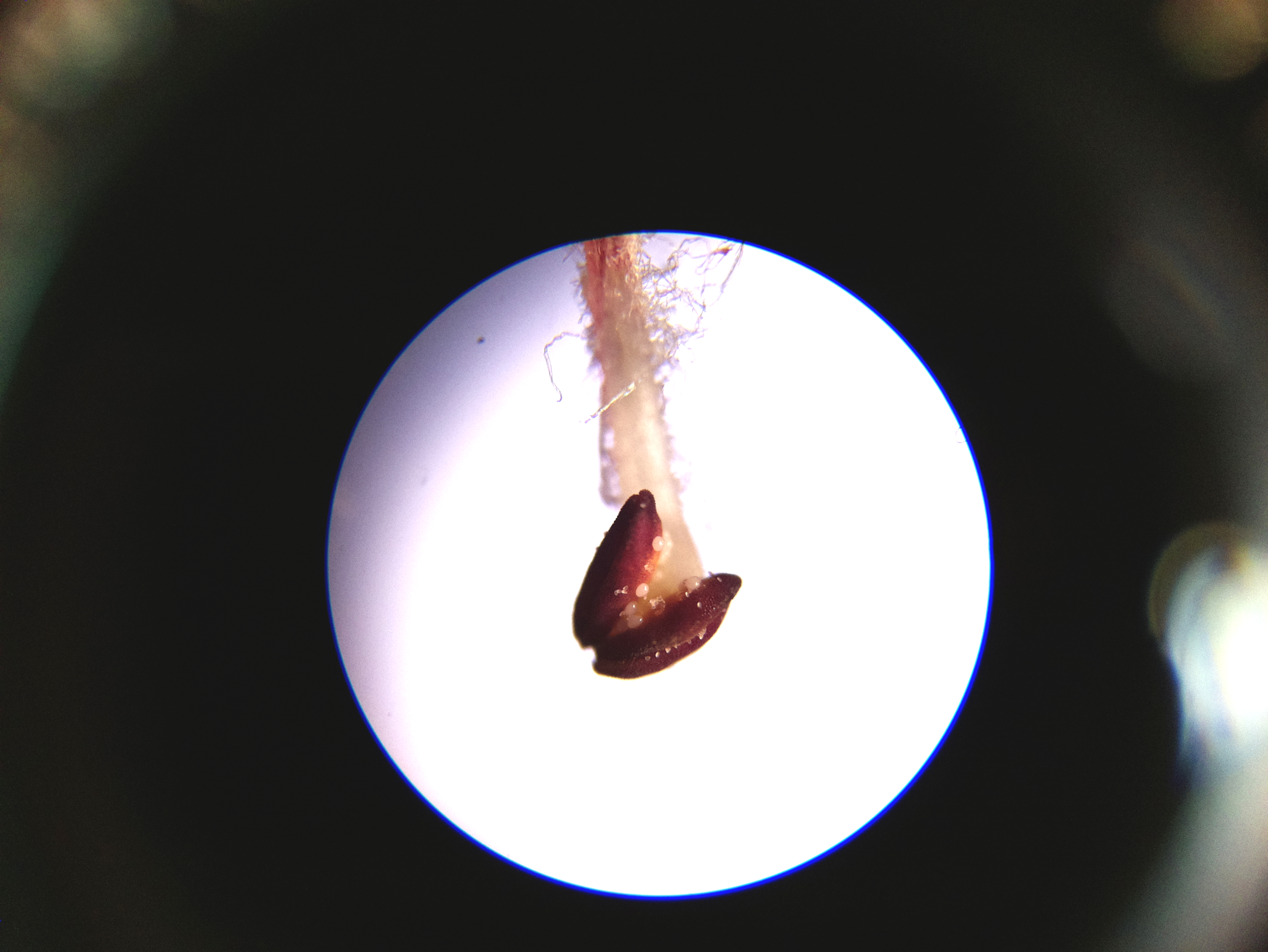 Macro and Micro Picture of the Day 2020-06-13