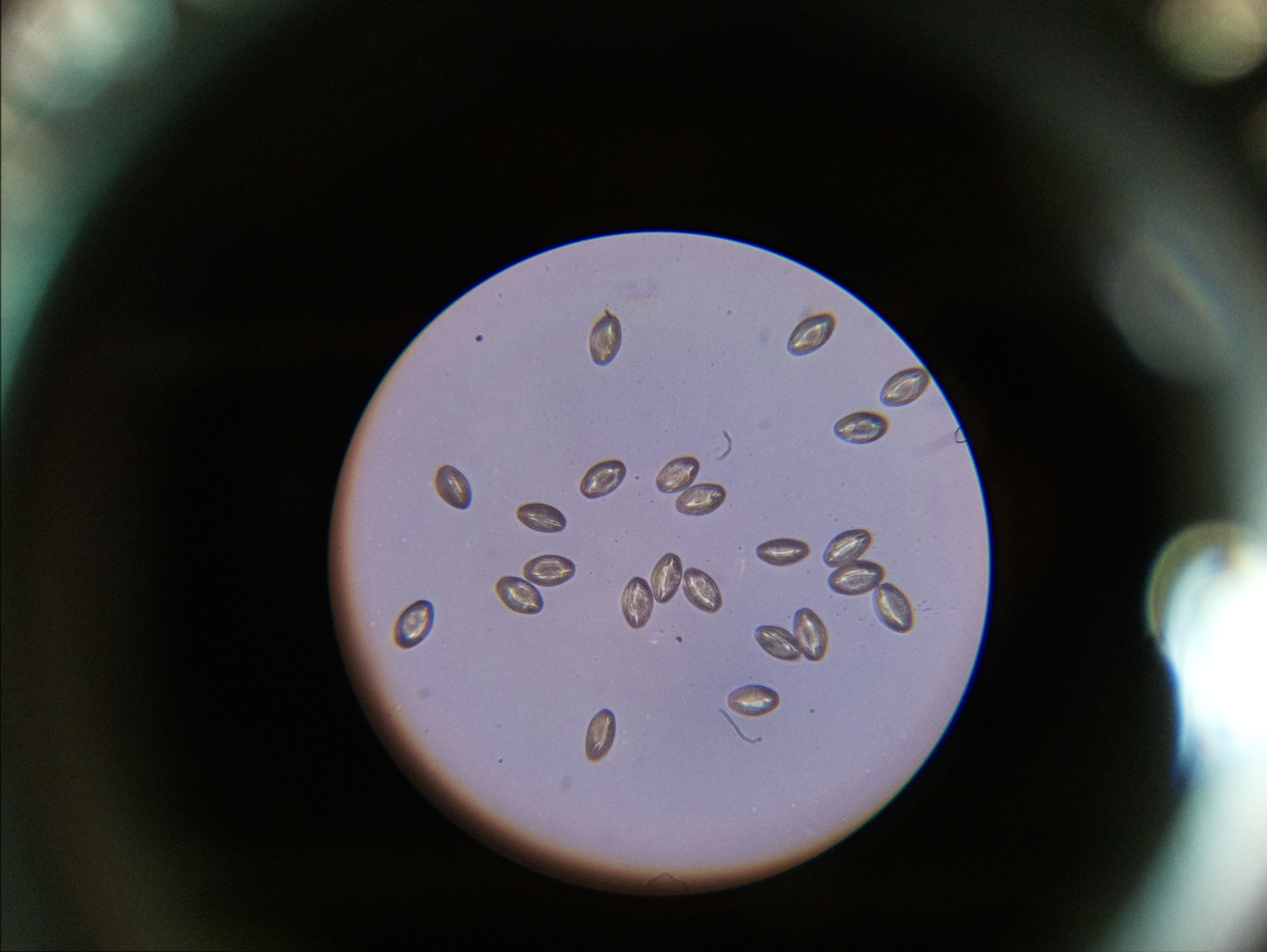 Macro and Micro Picture of the Day 2020-06-14