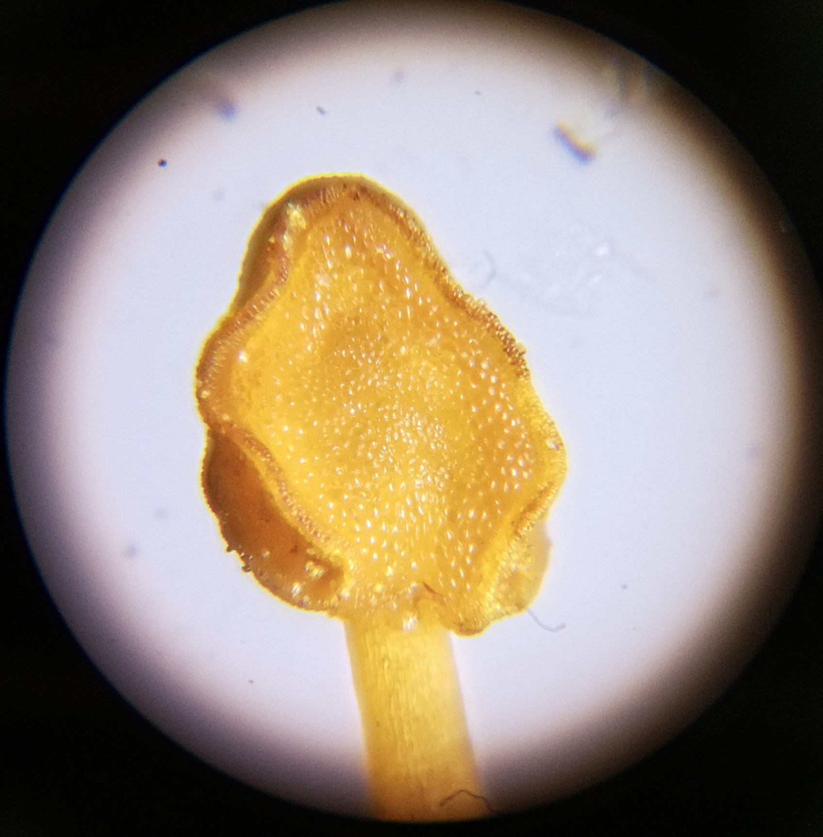 Macro and Micro Picture of the Day 2020-06-15