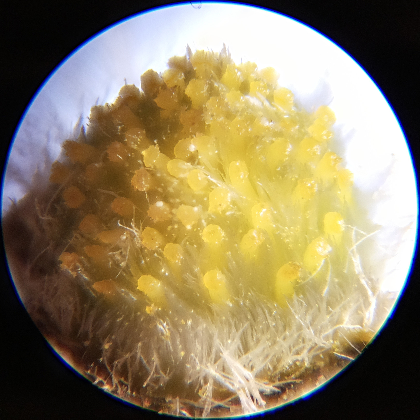 Macro and Micro Picture of the Day 2020-06-16