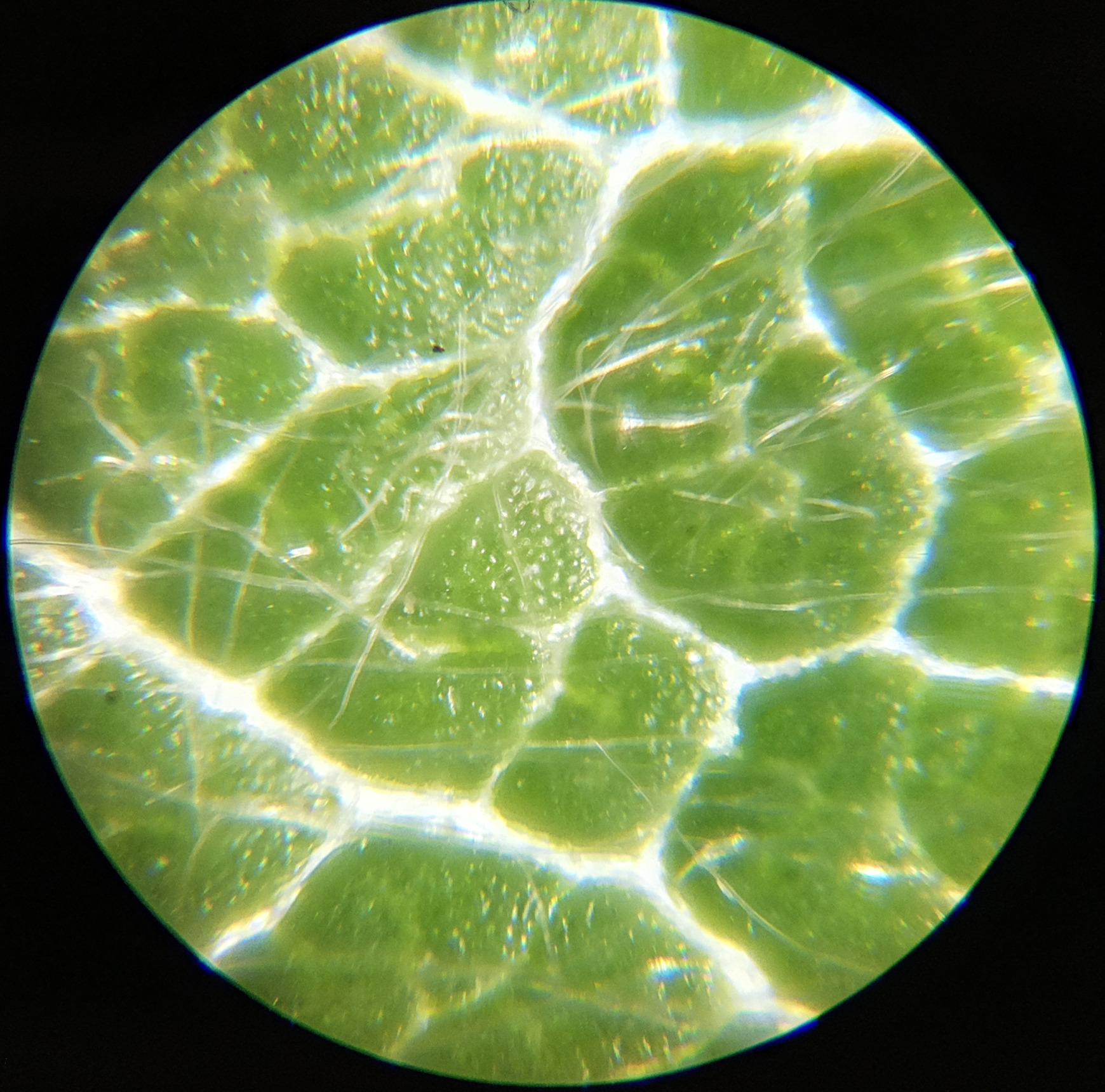 Macro and Micro Picture of the Day 2020-06-17